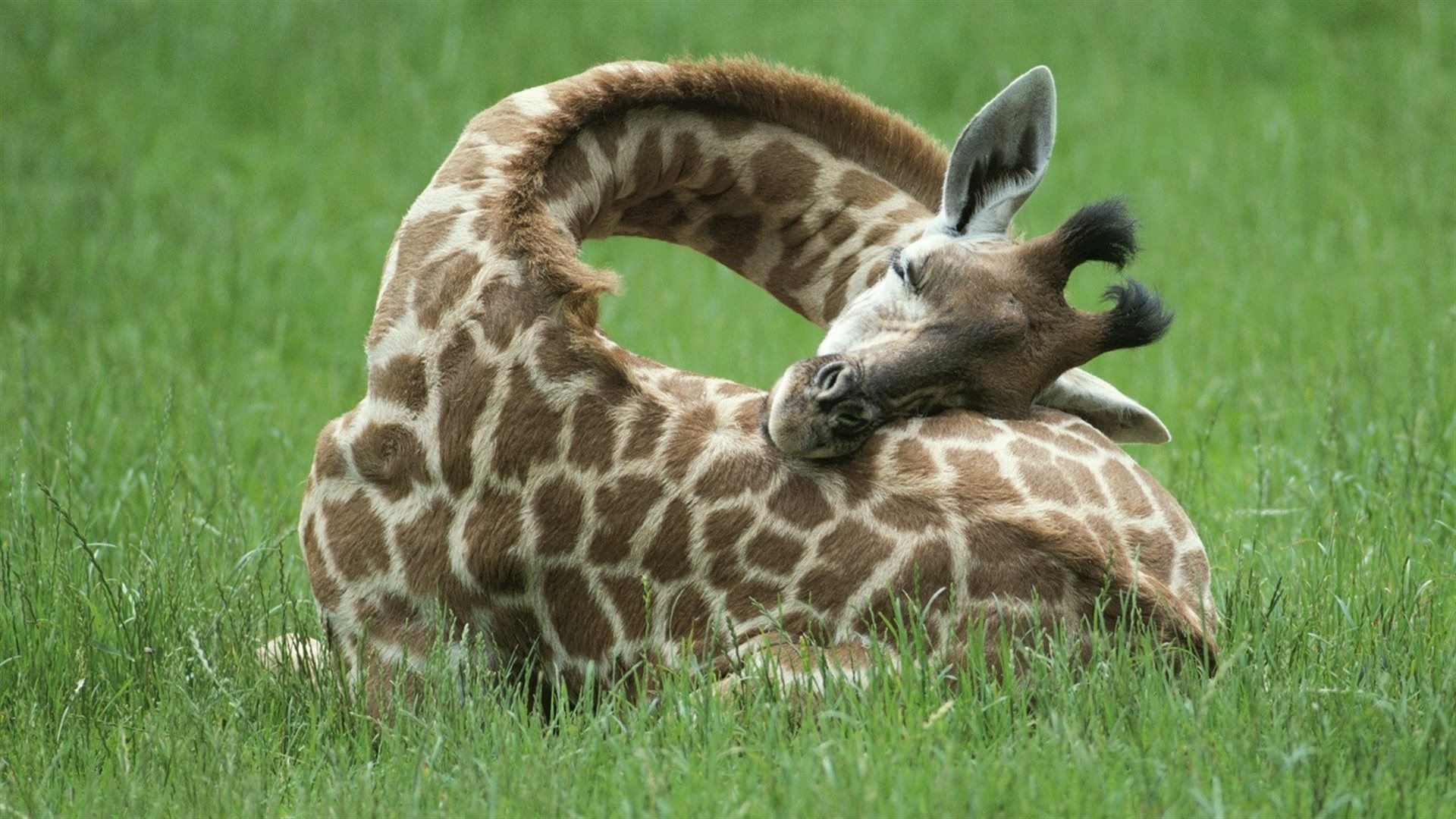 giraffe, animal Full HD