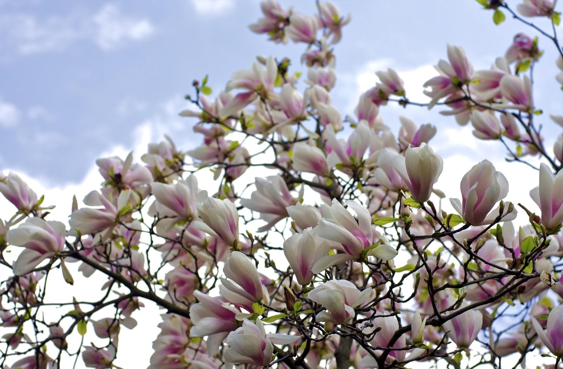 88707 Hintergrundbild herunterladen magnolie, blumen, sky, bush, geäst, zweige, blühen, blühenden, busch, magnolia - Bildschirmschoner und Bilder kostenlos