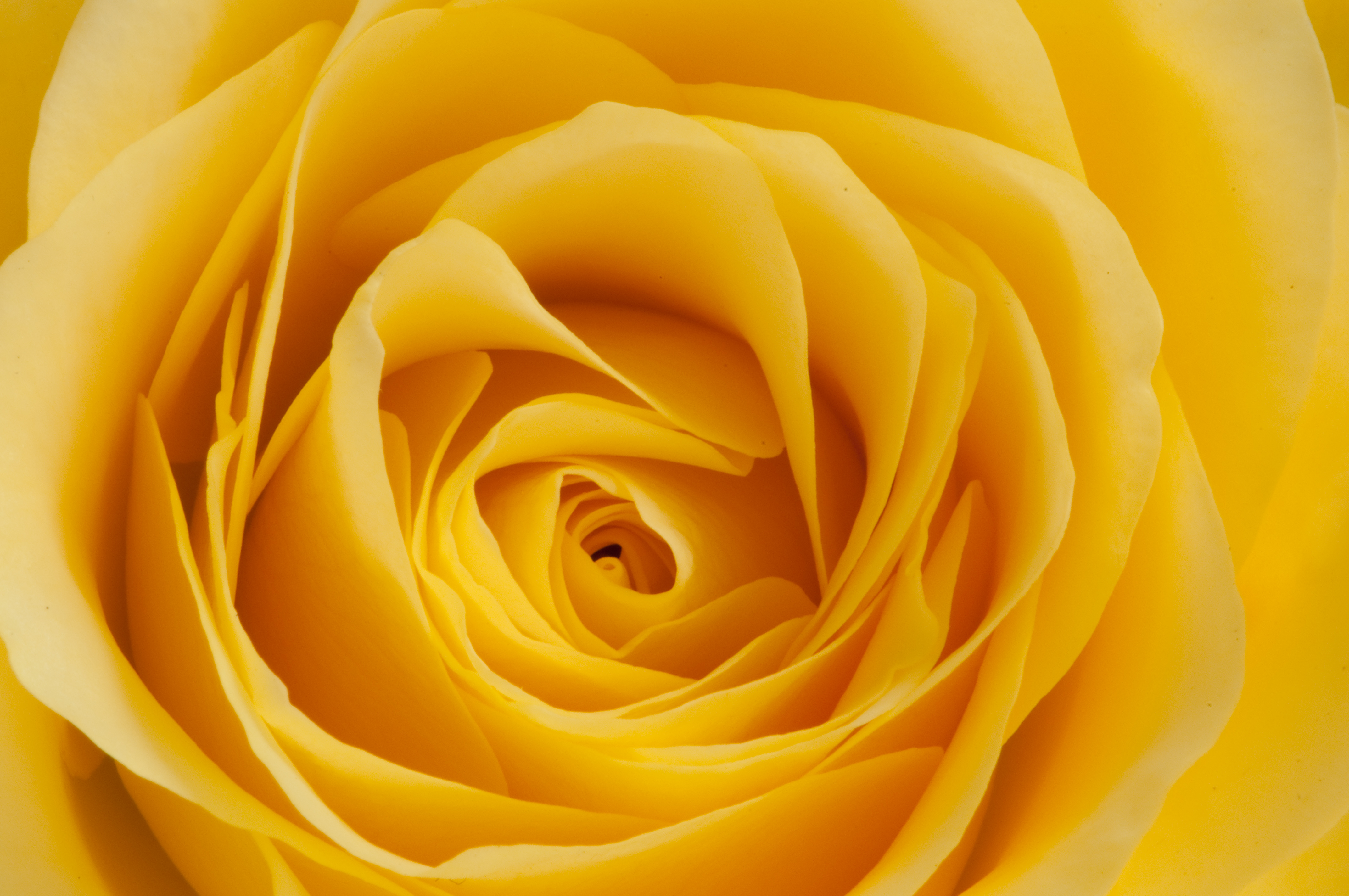petals, yellow, flowers, macro, rose flower, rose, bud Phone Background