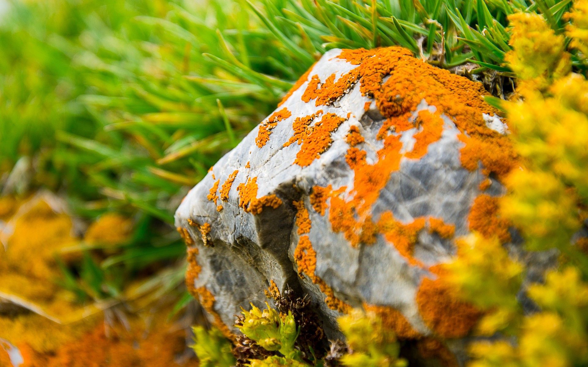 moss, grass, green, orange, rock, macro, stone HD wallpaper