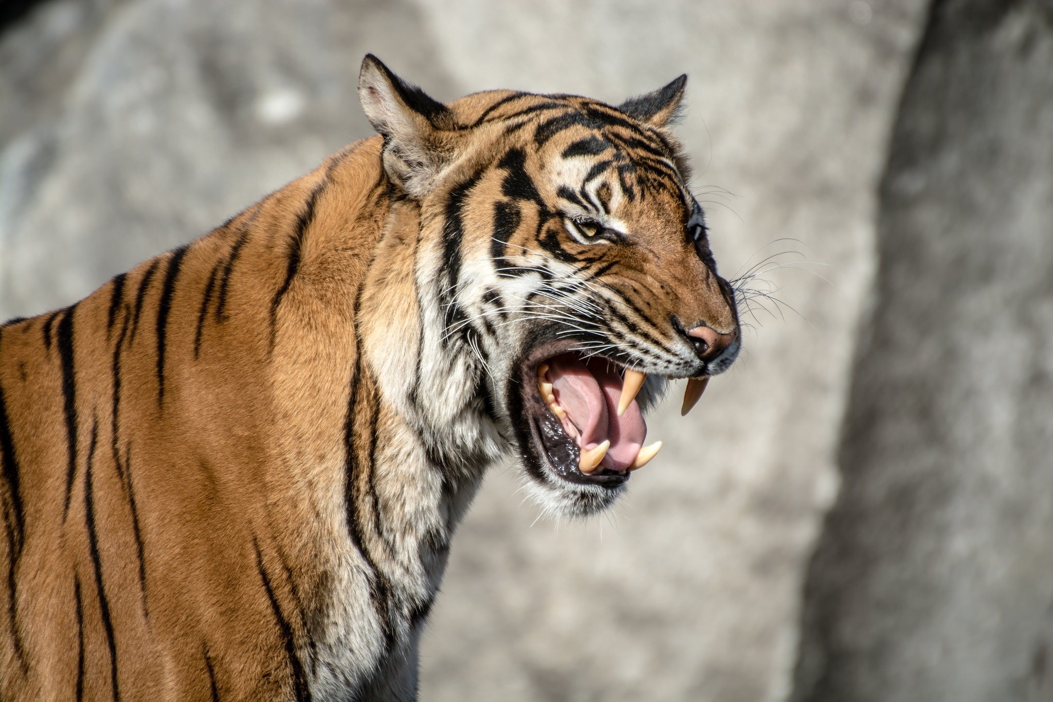 Download mobile wallpaper Muzzle, Animals, Aggression, Grin, Tiger for free.