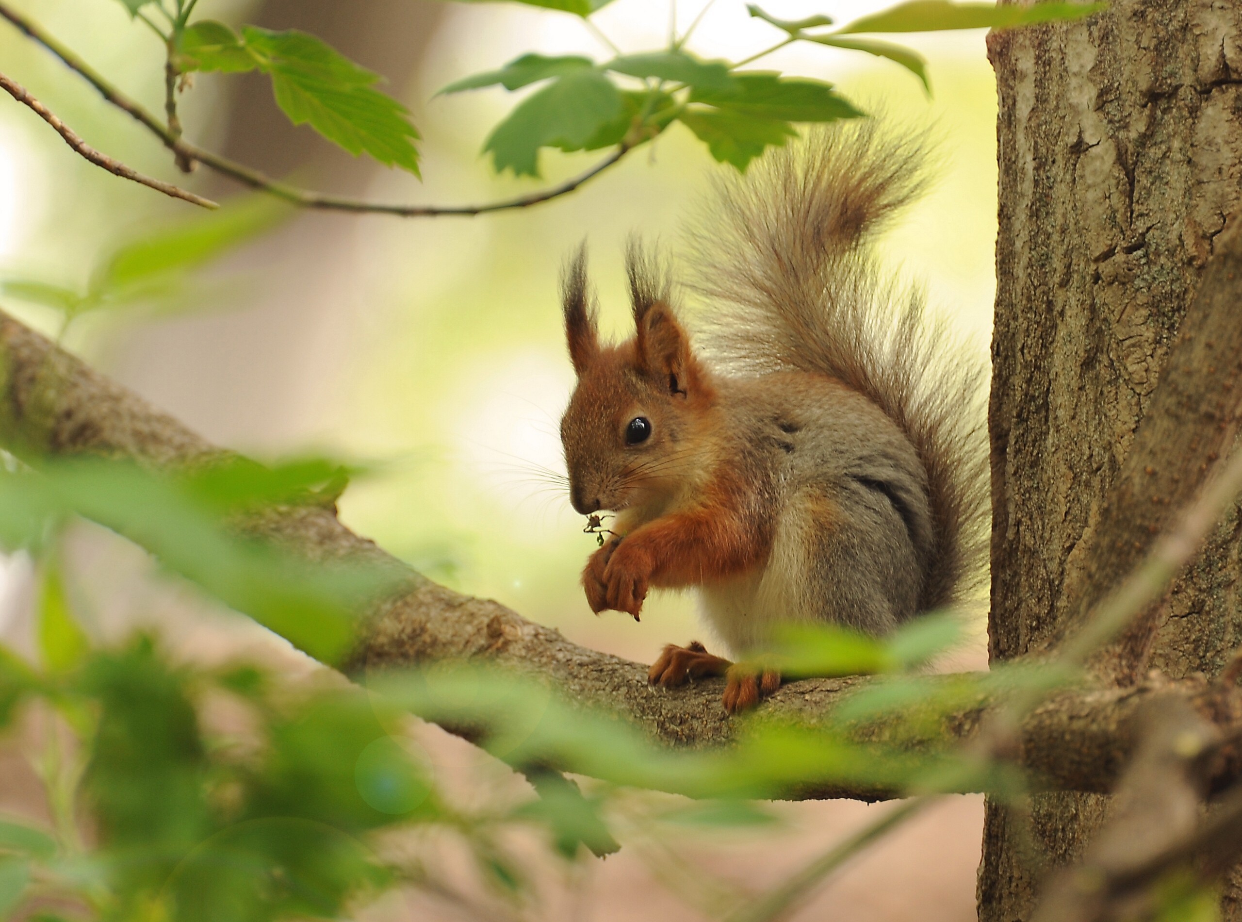 animal, squirrel, branch, trunk Smartphone Background