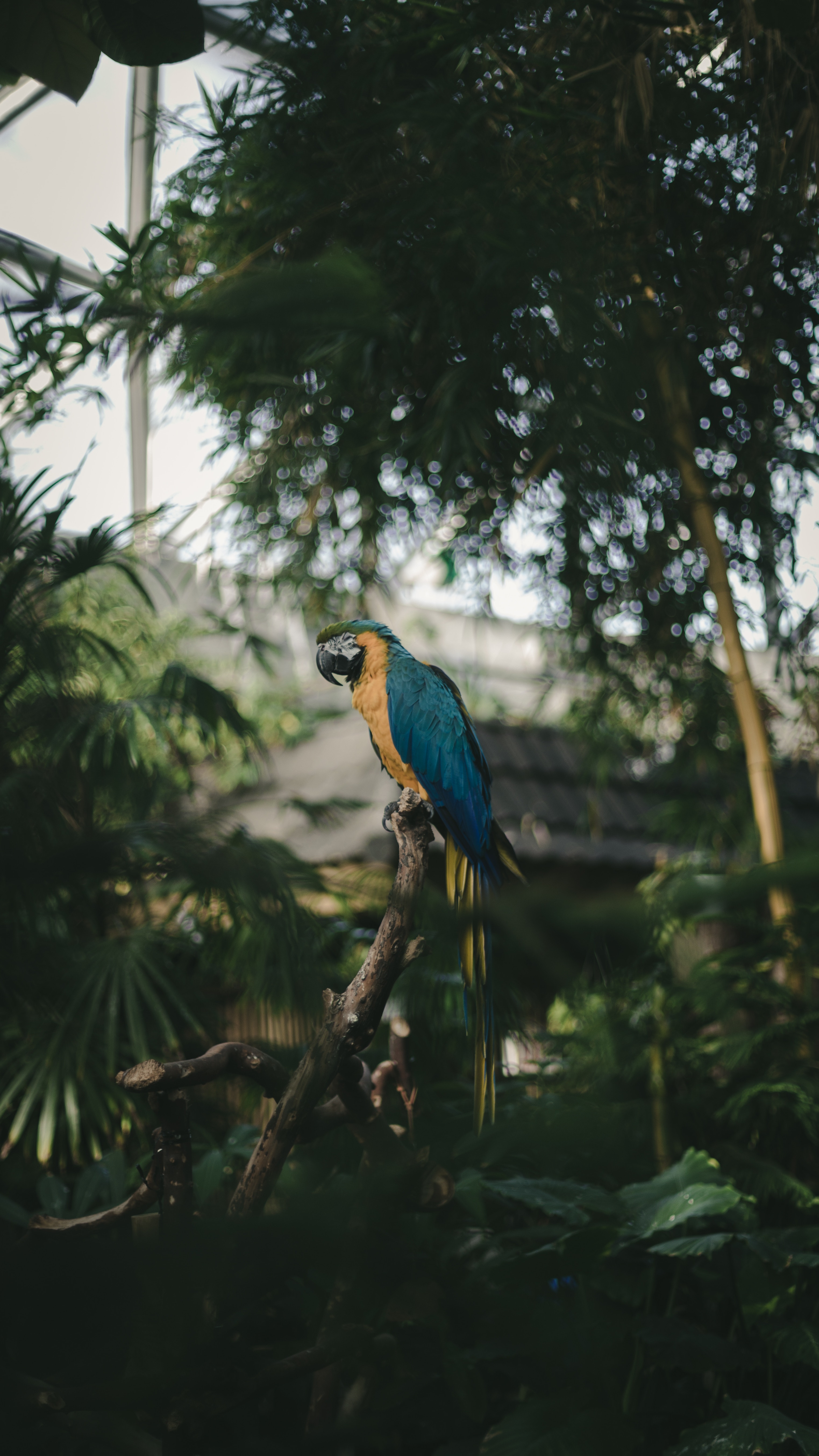 jungle, color, parrots, coloured, animals, bird, palms, tropics, macaw phone wallpaper