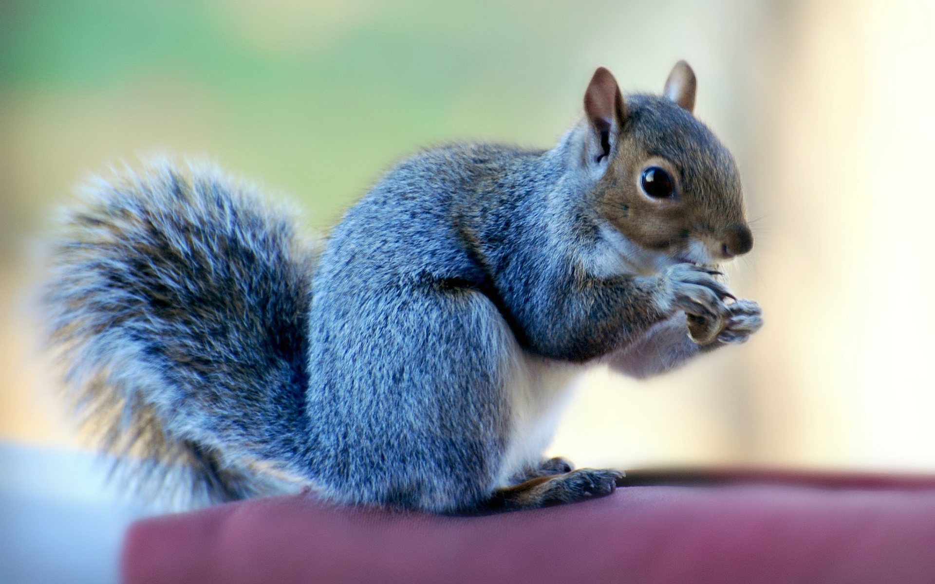 617055 Bild herunterladen tiere, eichhörnchen, katze - Hintergrundbilder und Bildschirmschoner kostenlos