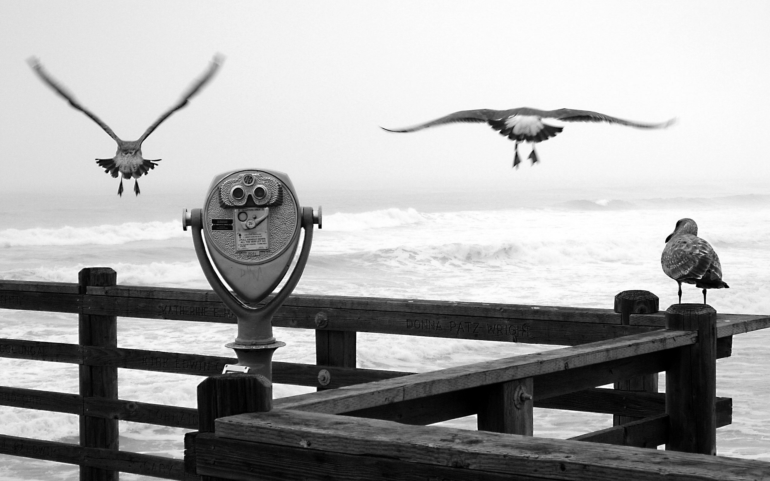 photography, black & white, bird, ocean, telescope