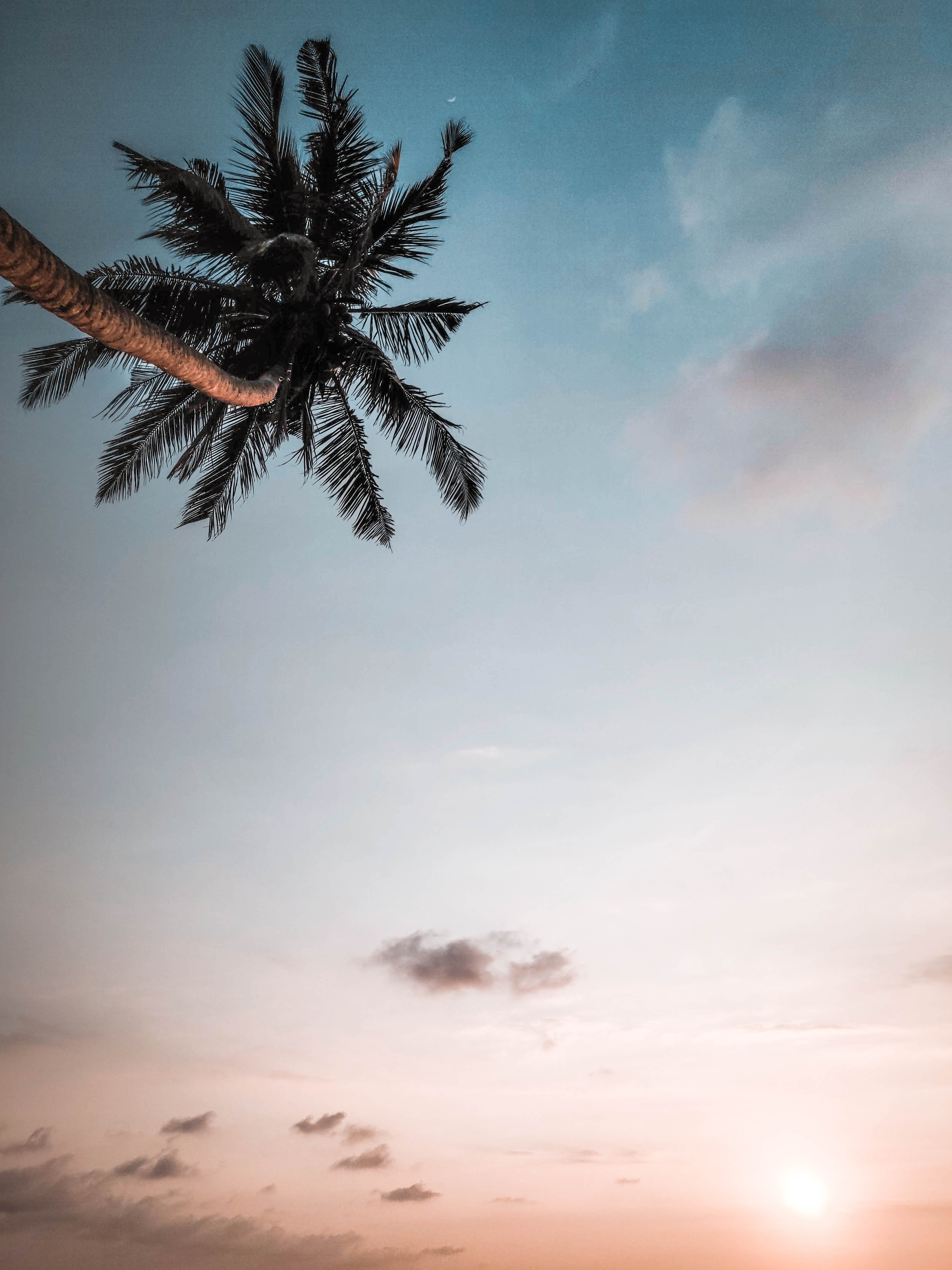 wallpapers nature, sky, twilight, palm, branches, dusk