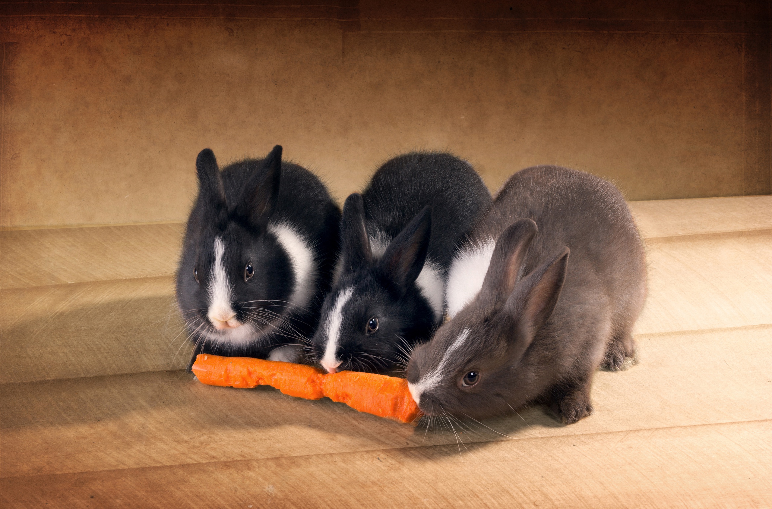 Крольчата и морковка
