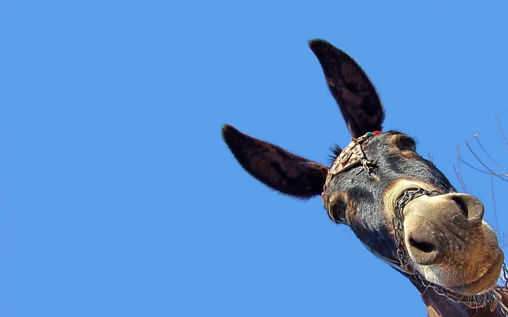Free download wallpaper Animals, Muzzle, Ears, Head, Donkey, Background on your PC desktop