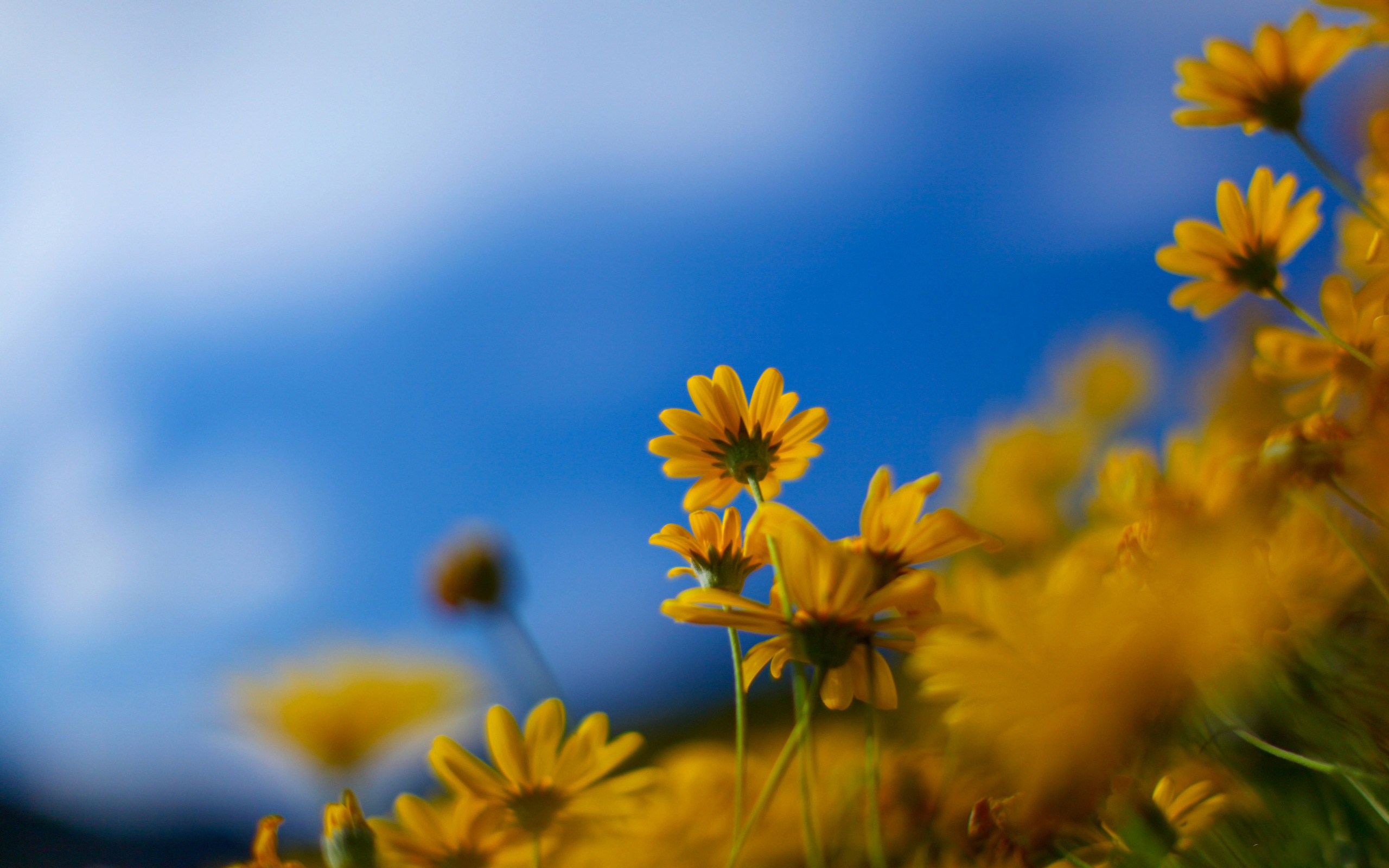 Flowers full. Жёлтый цветок. Весенние обои на рабочий стол. Обои на рабочий стол вес. Фон для рабочего стола цветы.