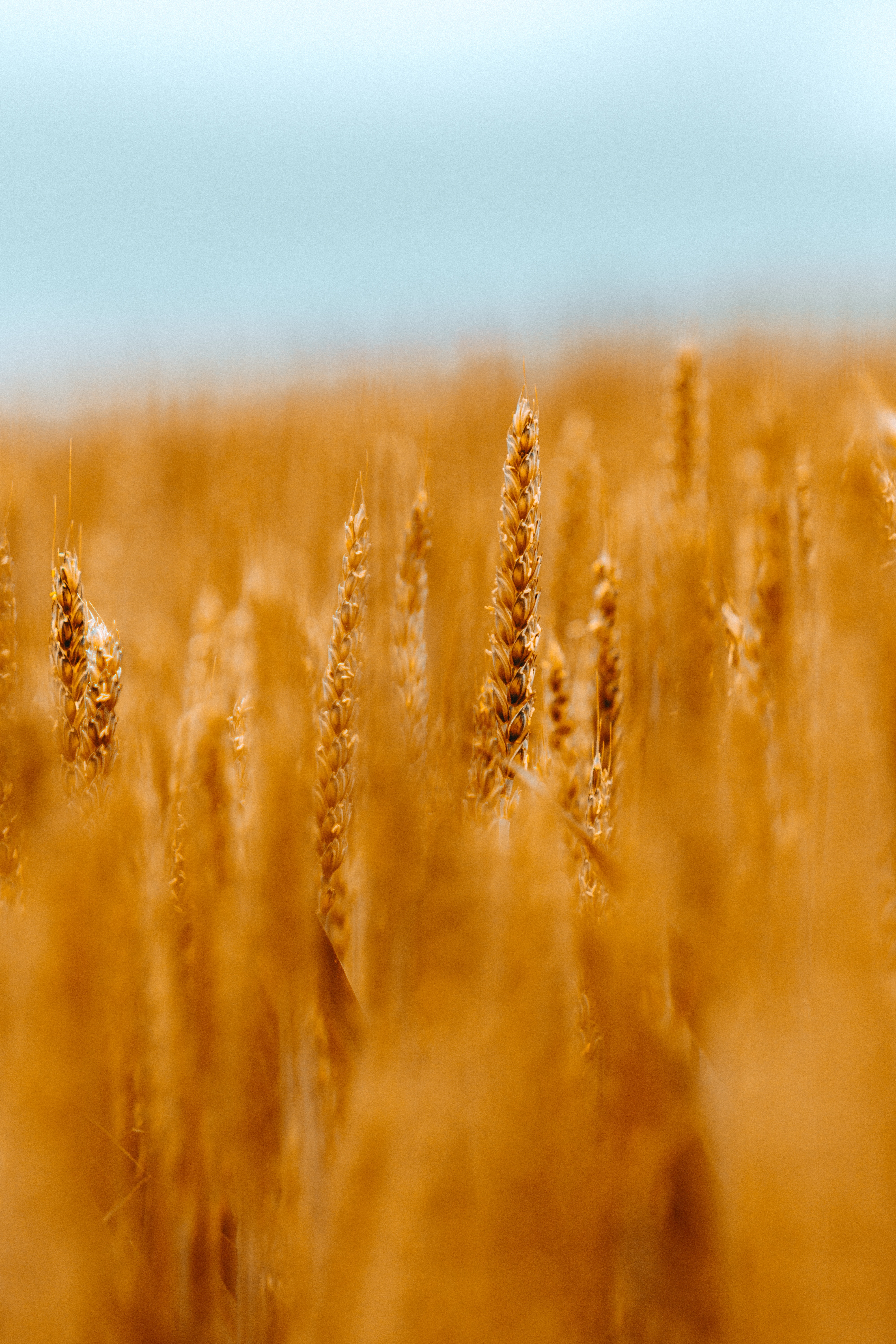 wheat, cones, macro, blur, smooth, field, spikelets, cereals