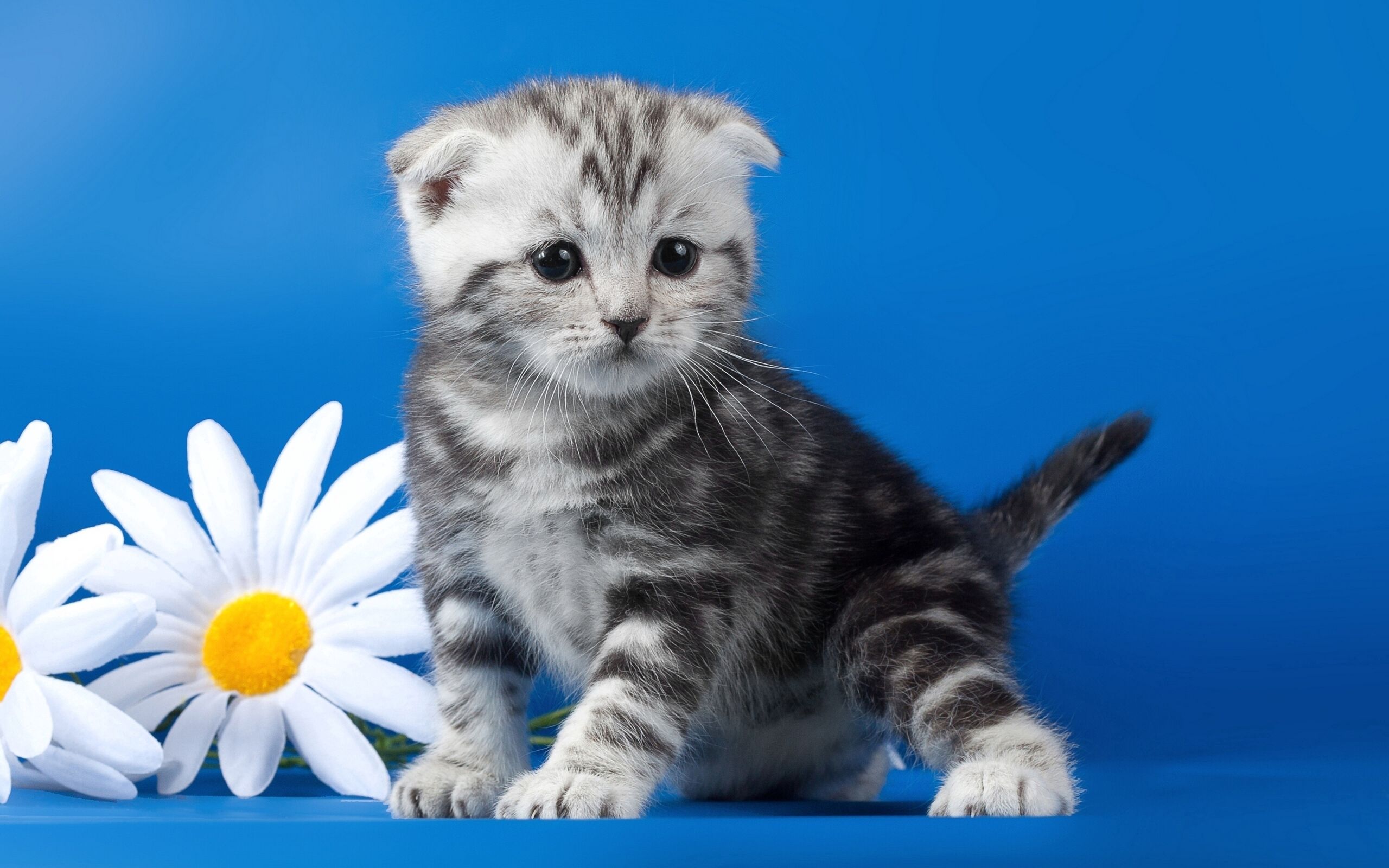Laden Sie das Kamille, Gestreift, Blume, Tiere, Kätzchen-Bild kostenlos auf Ihren PC-Desktop herunter