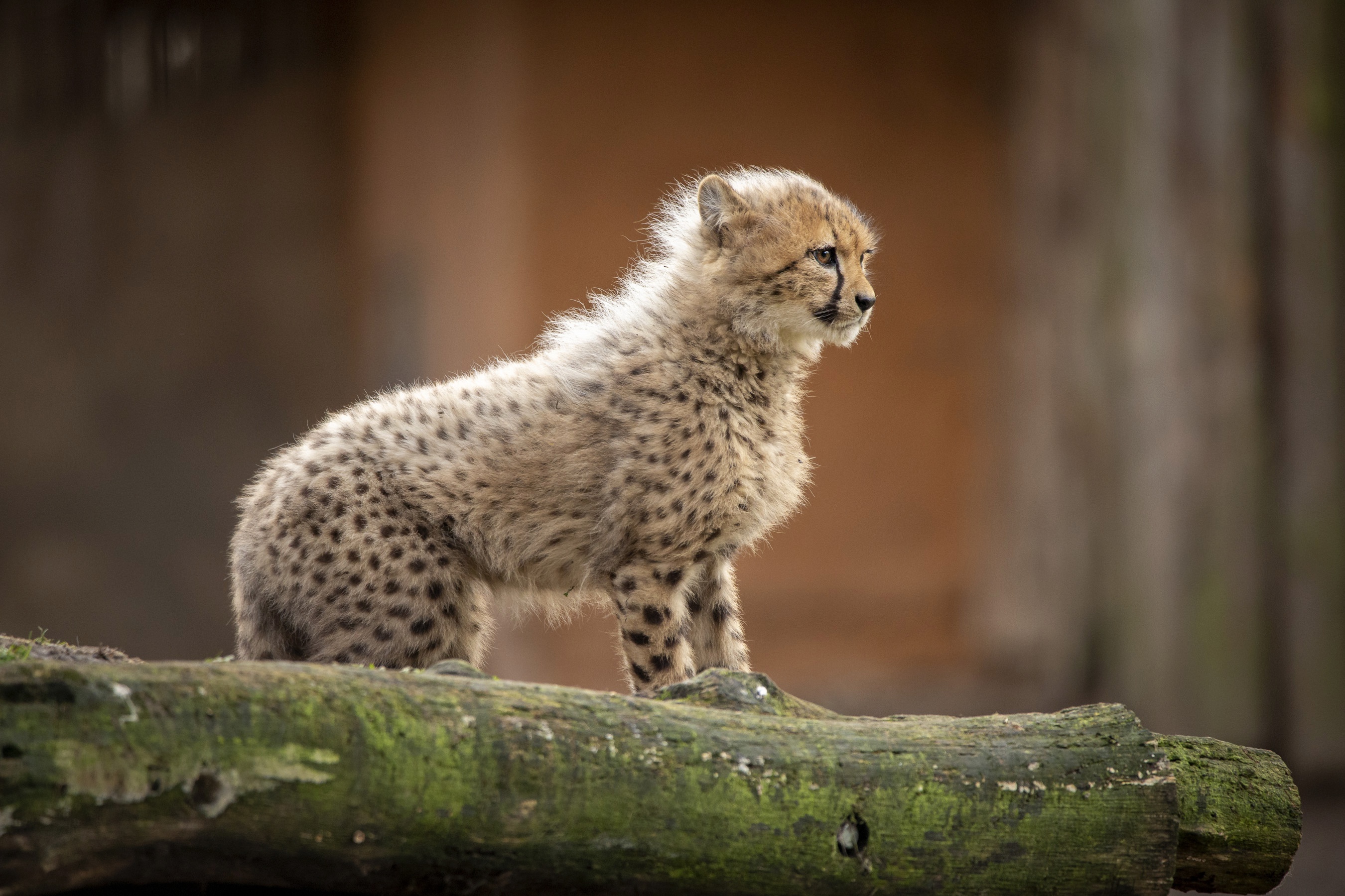 Детеныш гепарда с игольчатой шерстью