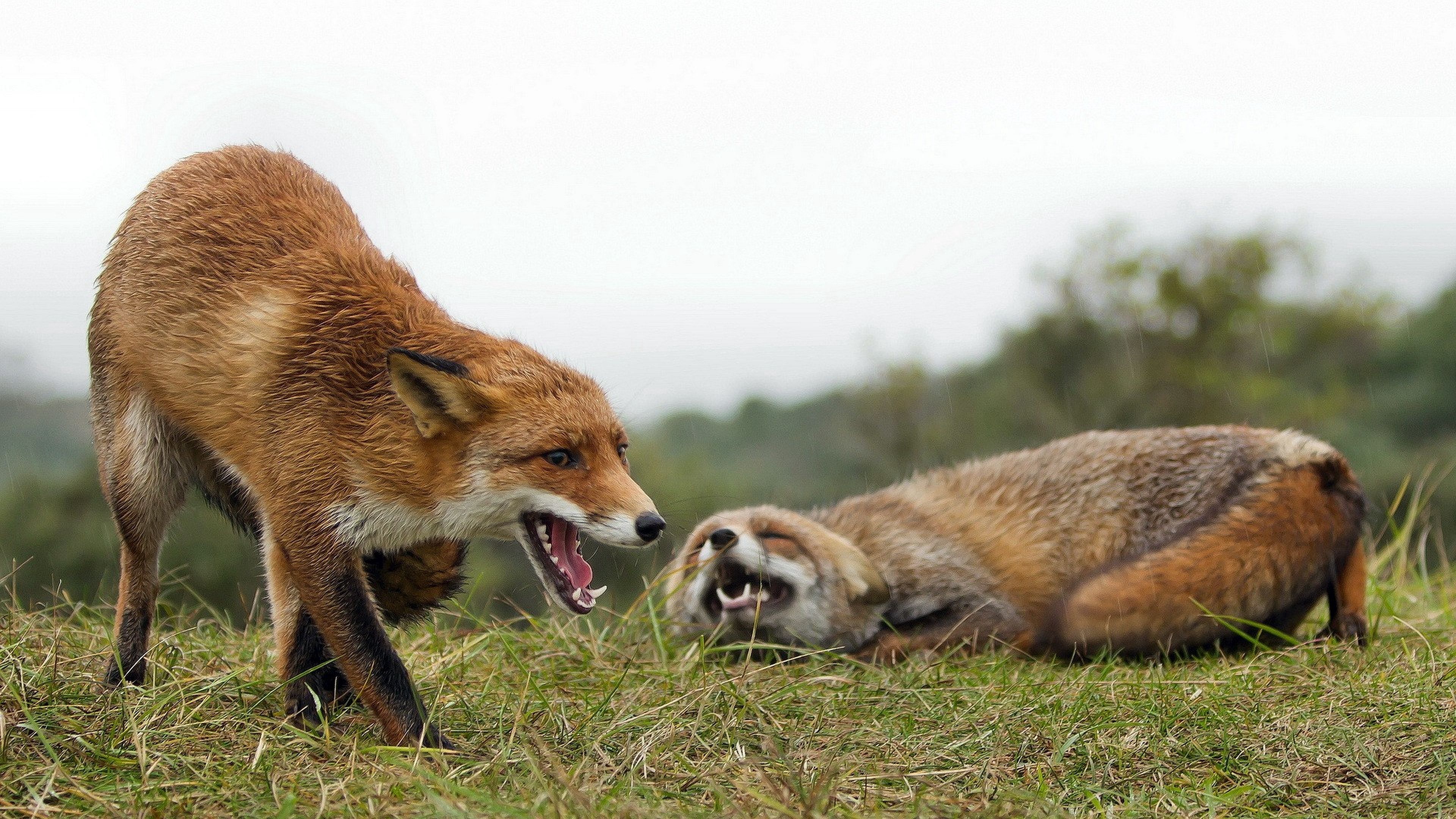 Handy-Wallpaper Fox, Aggression, Grass, Tiere, Paar kostenlos herunterladen.