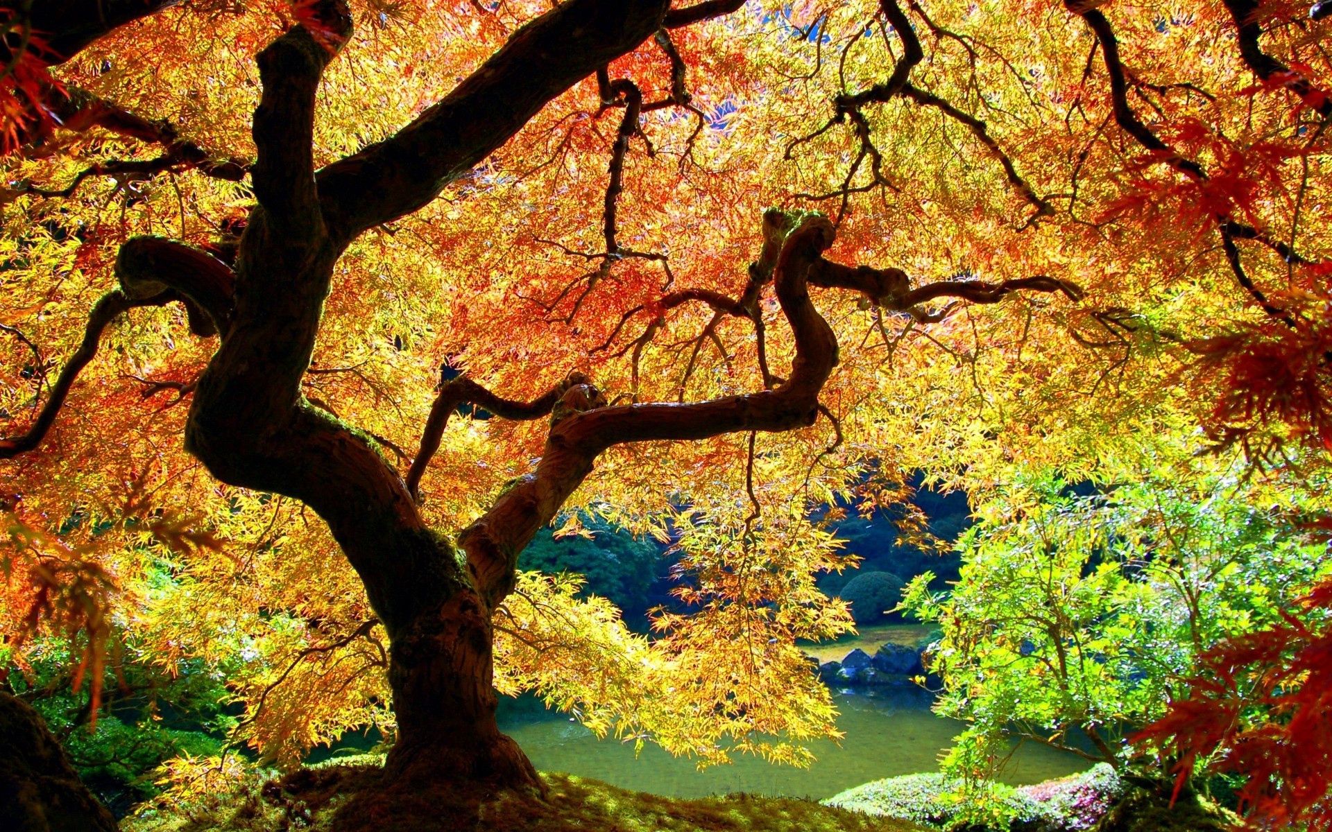 Laden Sie das Herbst, Blätter, Holz, Geäst, Zweig, Biegungen, Kurven, Kofferraum, Baum, Natur-Bild kostenlos auf Ihren PC-Desktop herunter