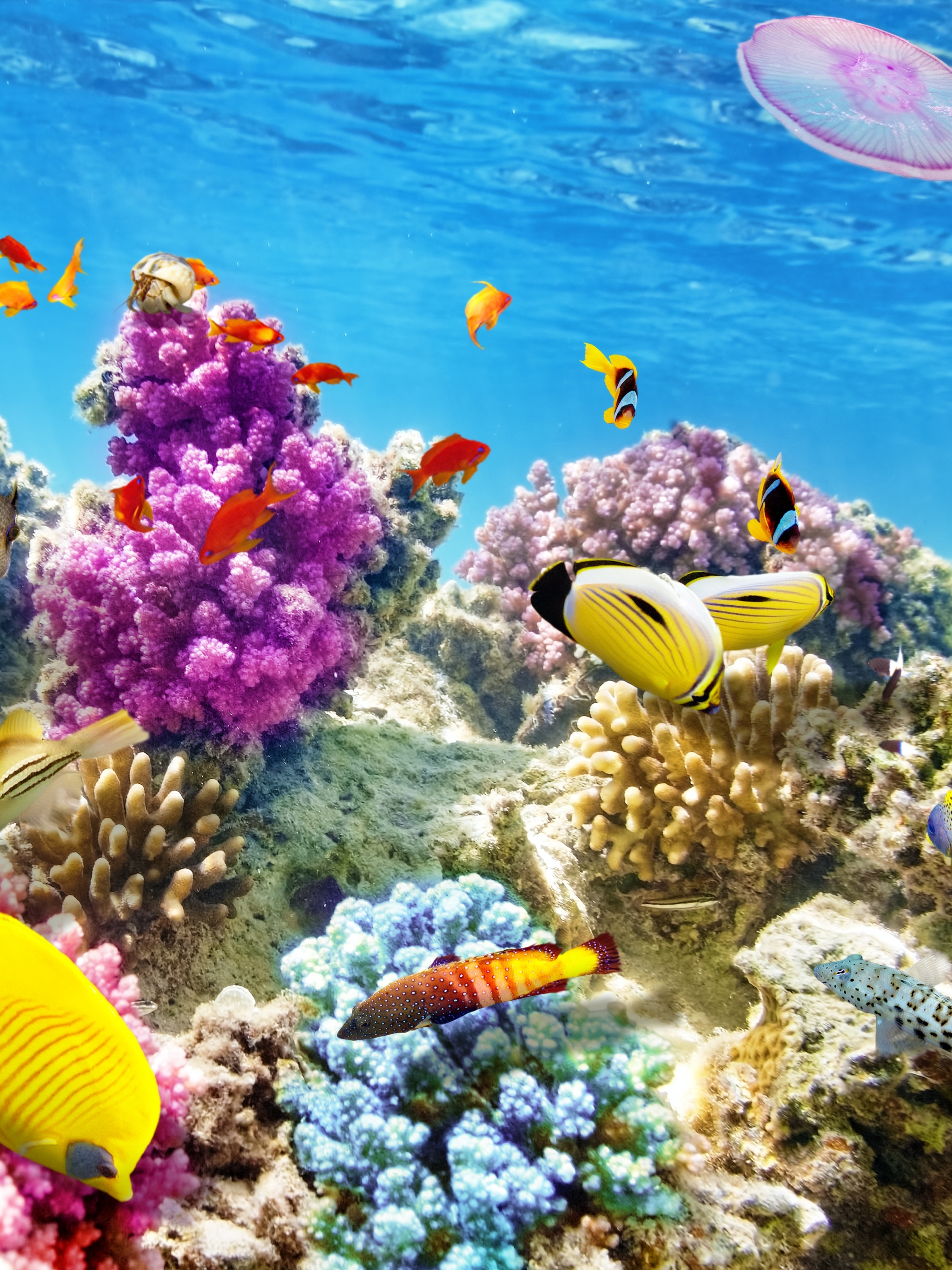 1180414 baixar imagens animais, peixe, recife de corais, embaixo da agua, oceano, peixes - papéis de parede e protetores de tela gratuitamente