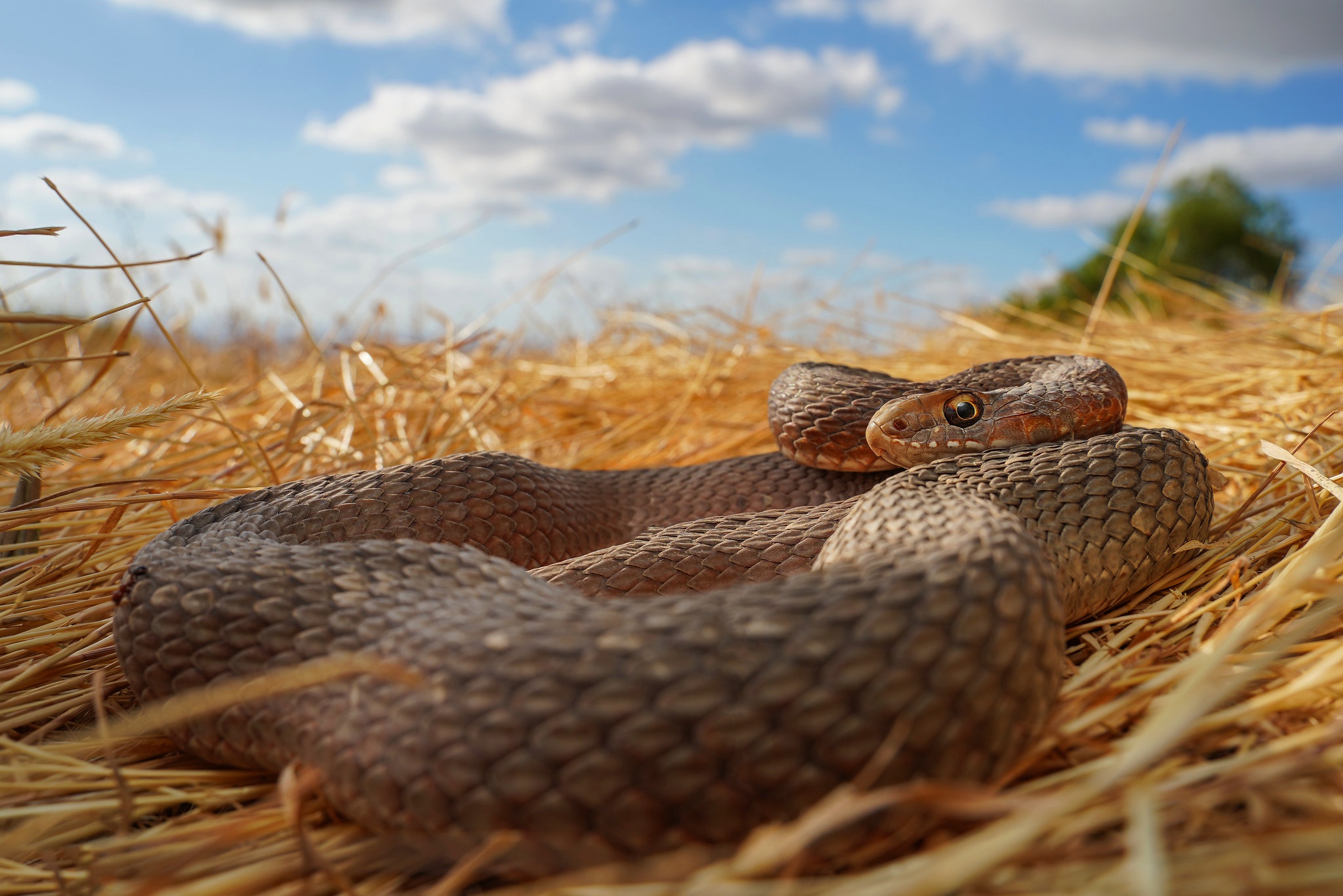 488041 descargar imagen animales, serpiente, sorbete, reptiles: fondos de pantalla y protectores de pantalla gratis