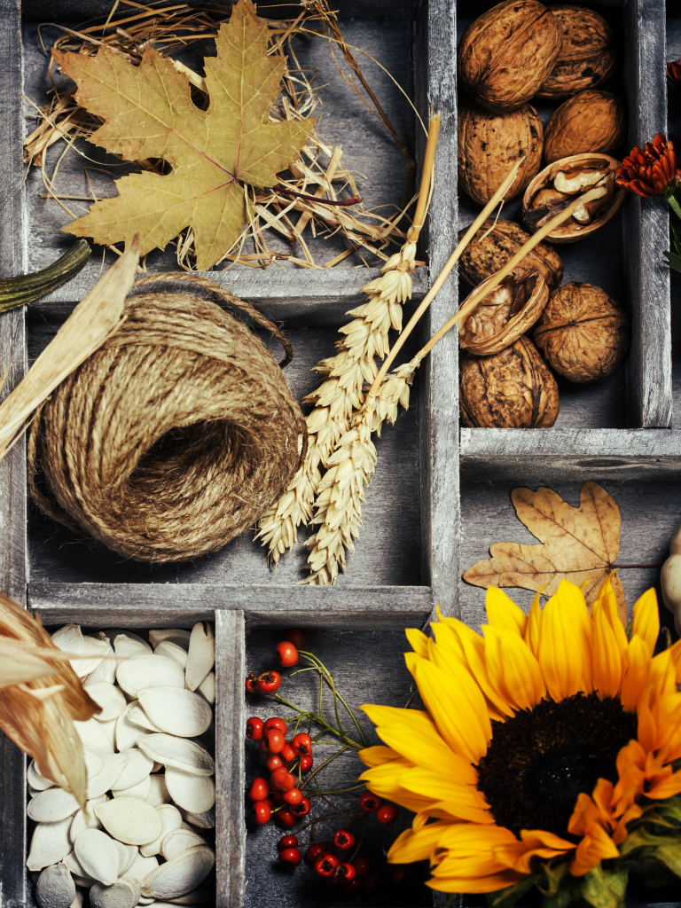 photography, still life, pumpkin, fall, sunflower, nut, harvest Full HD