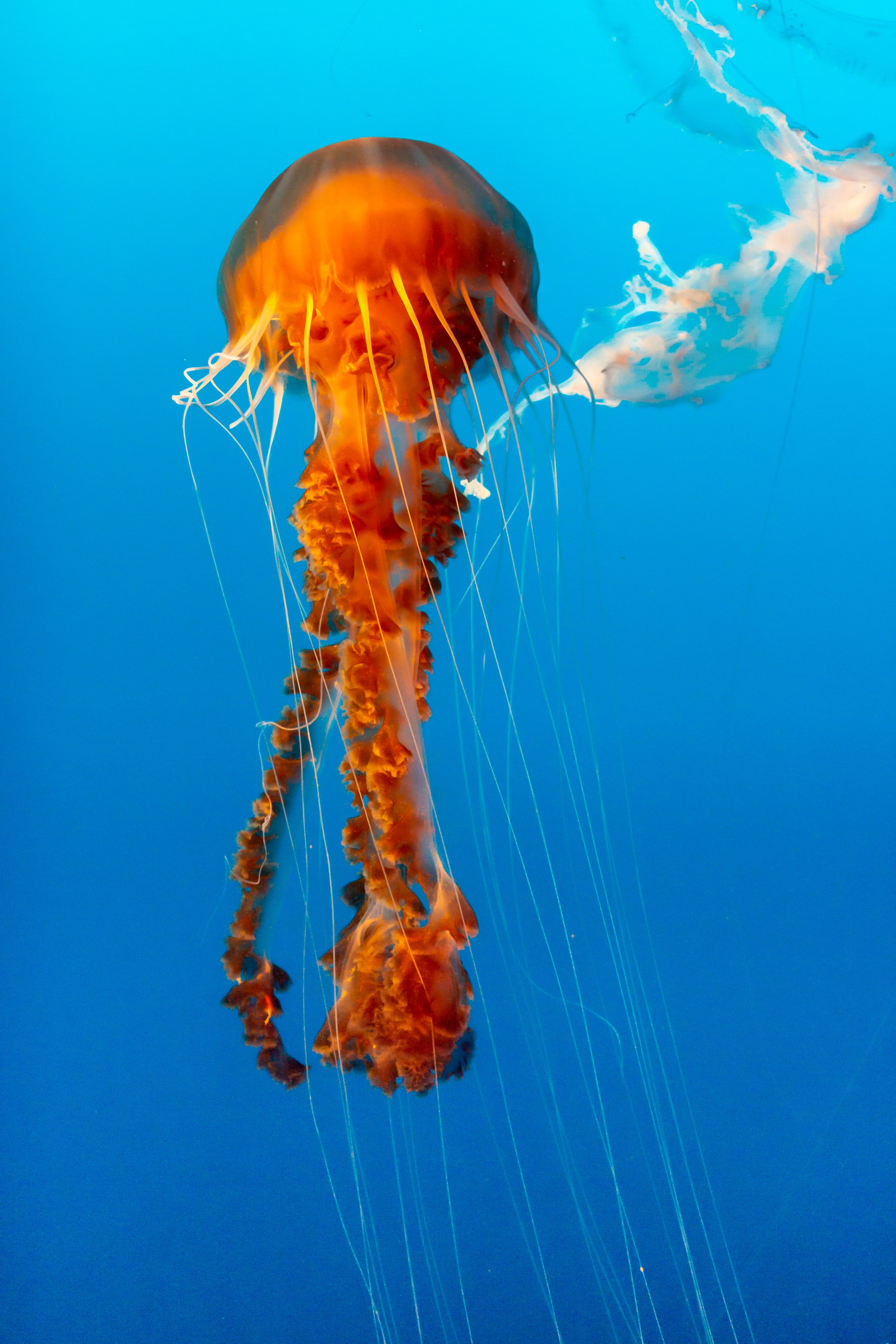 tentacle, animals, water, jellyfish, beautiful, underwater world iphone wallpaper