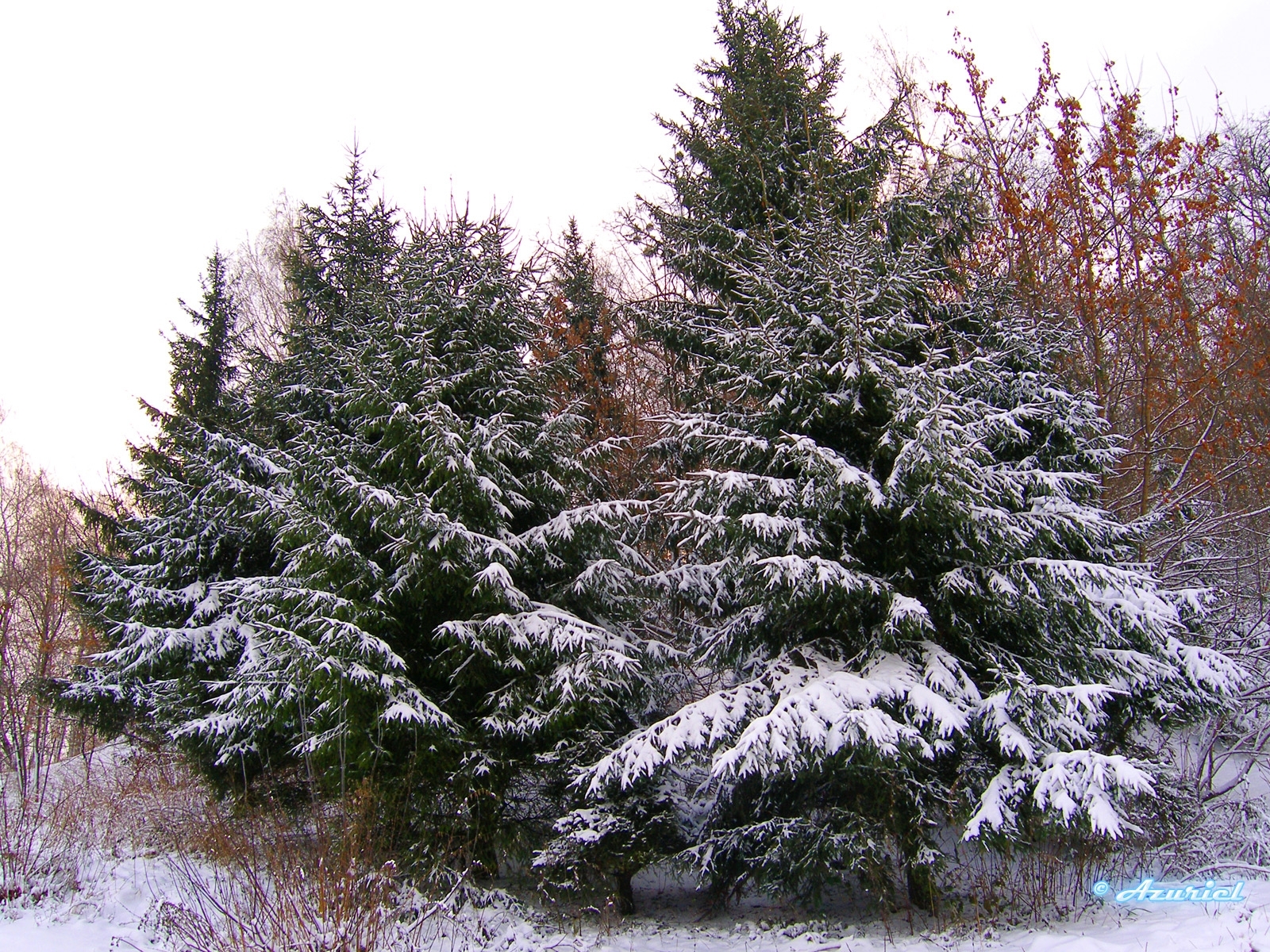 Скачать картинку Деревья, Зима, Пейзаж, Елки в телефон бесплатно.