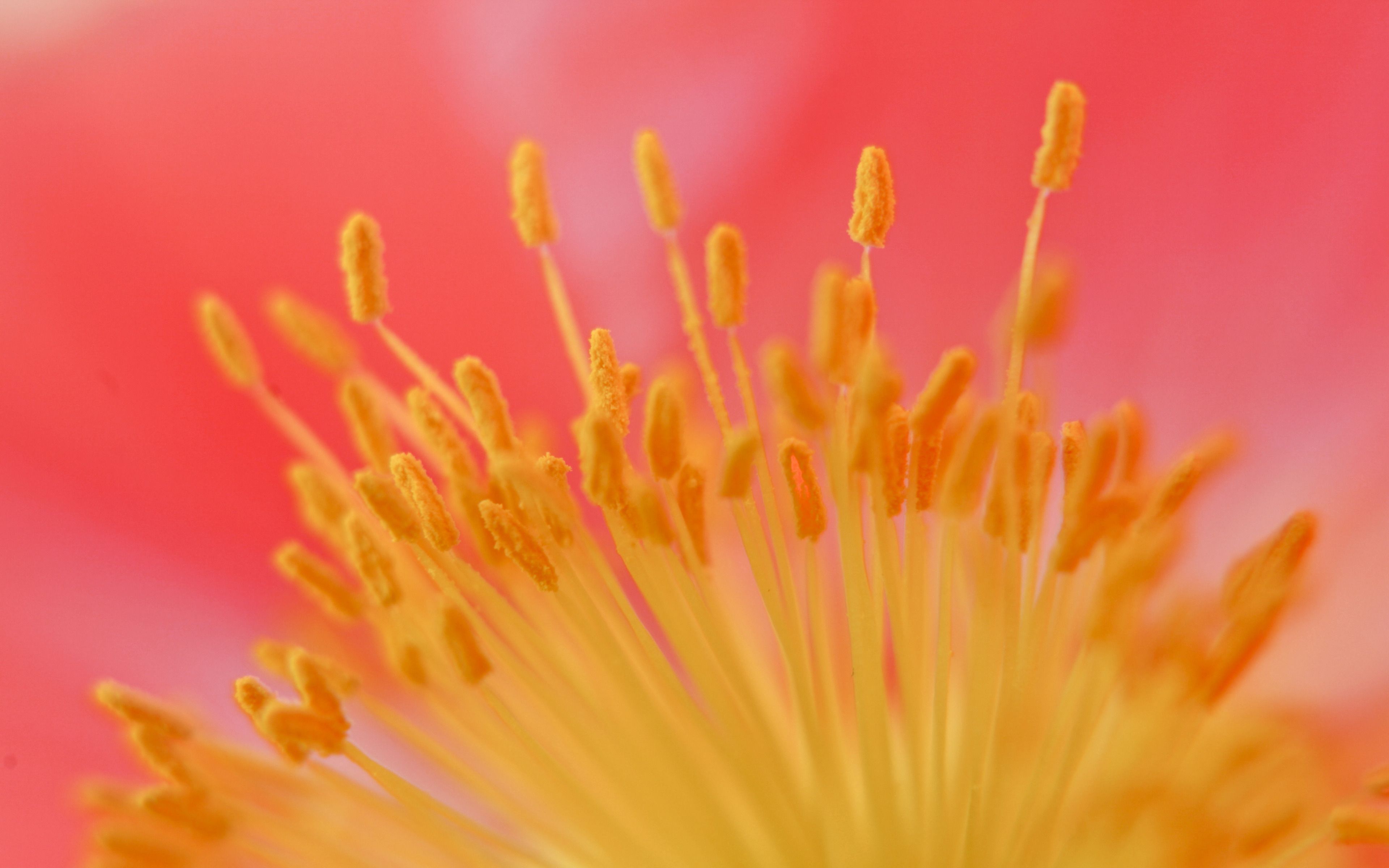 Laden Sie das Blume, Makro, Staubblätter-Bild kostenlos auf Ihren PC-Desktop herunter