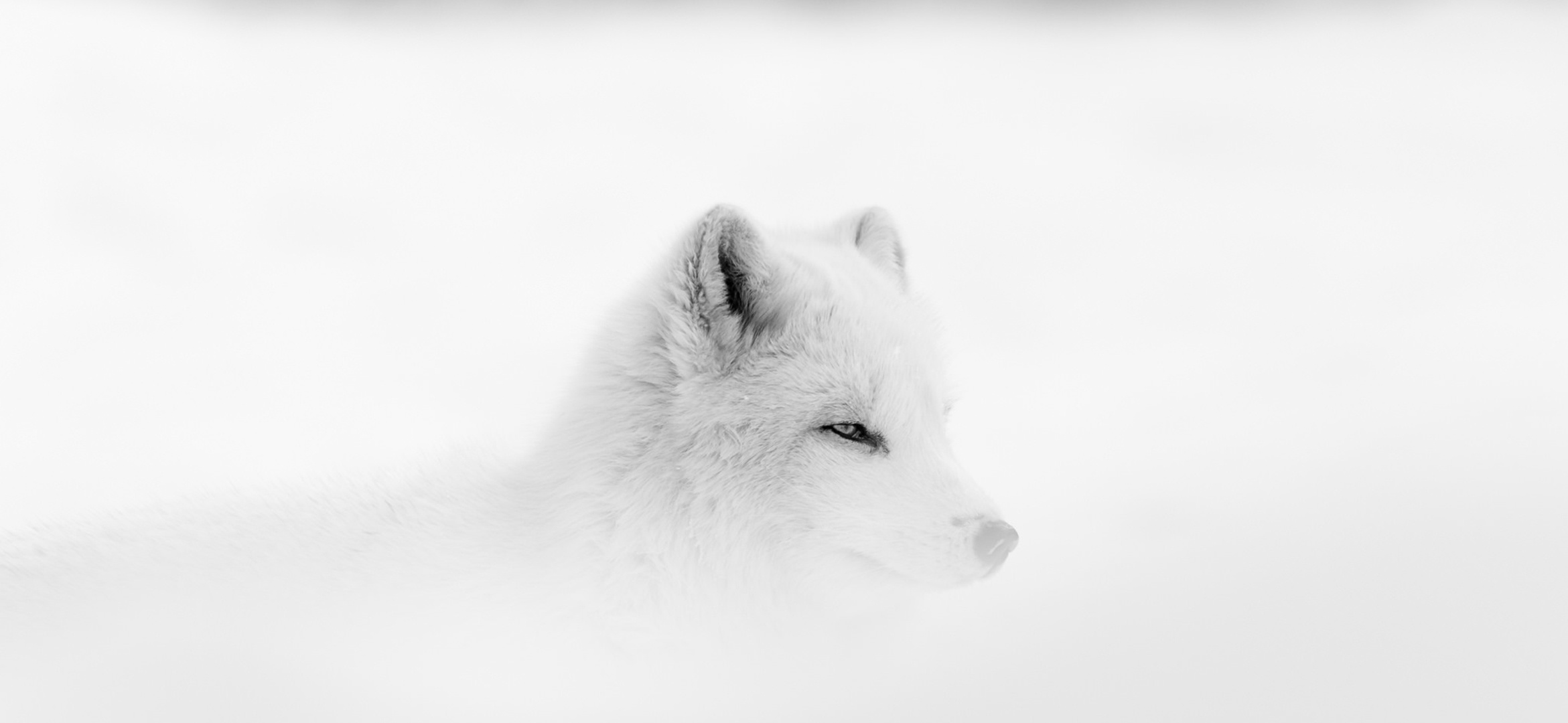animal, fox, polar fox, white Full HD