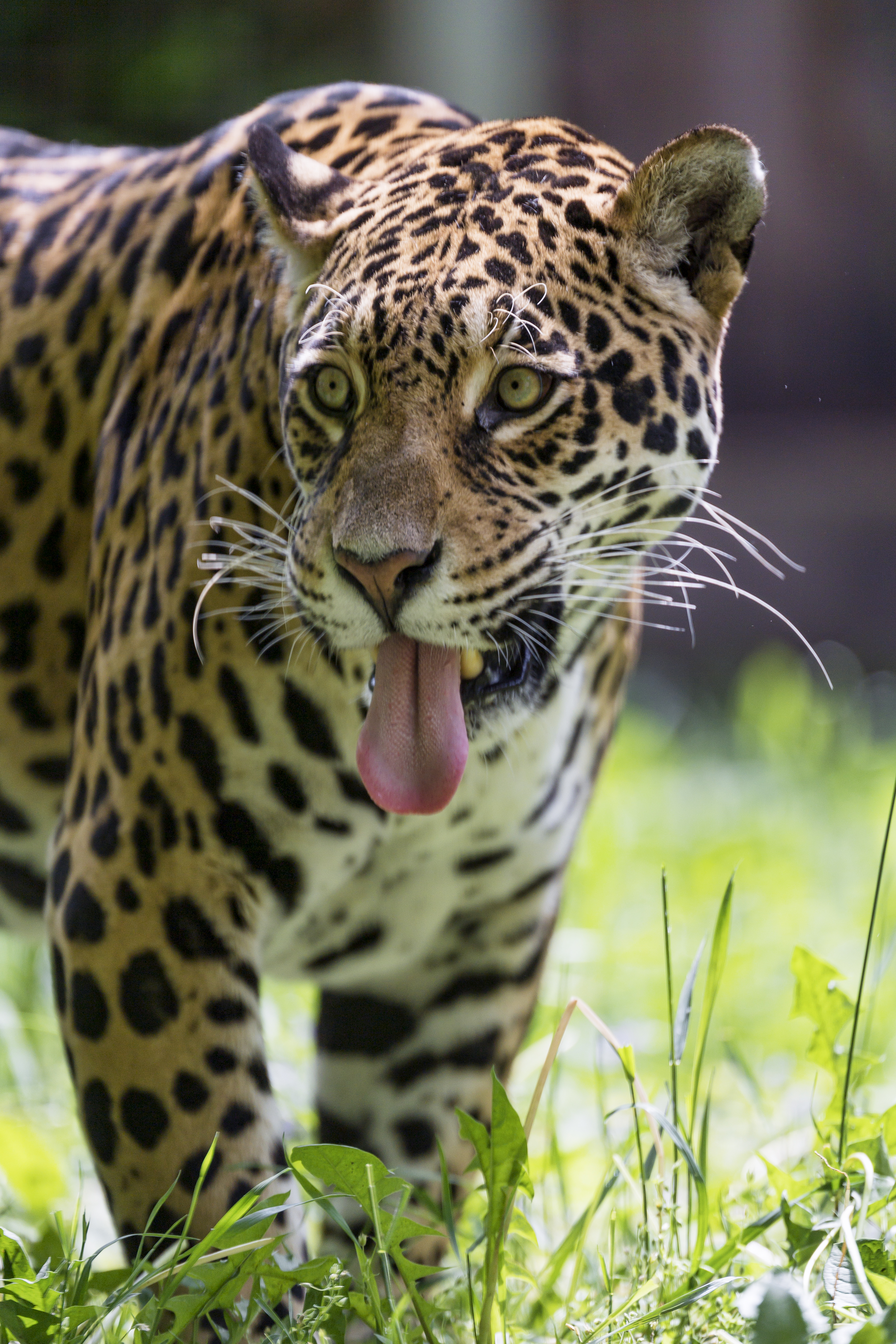 Handy-Wallpaper Leopard, Predator, Sicht, Wildlife, Hervorstehende Zunge, Zunge Herausgeklemmt, Tiere, Meinung, Raubtier, Wilde Natur kostenlos herunterladen.