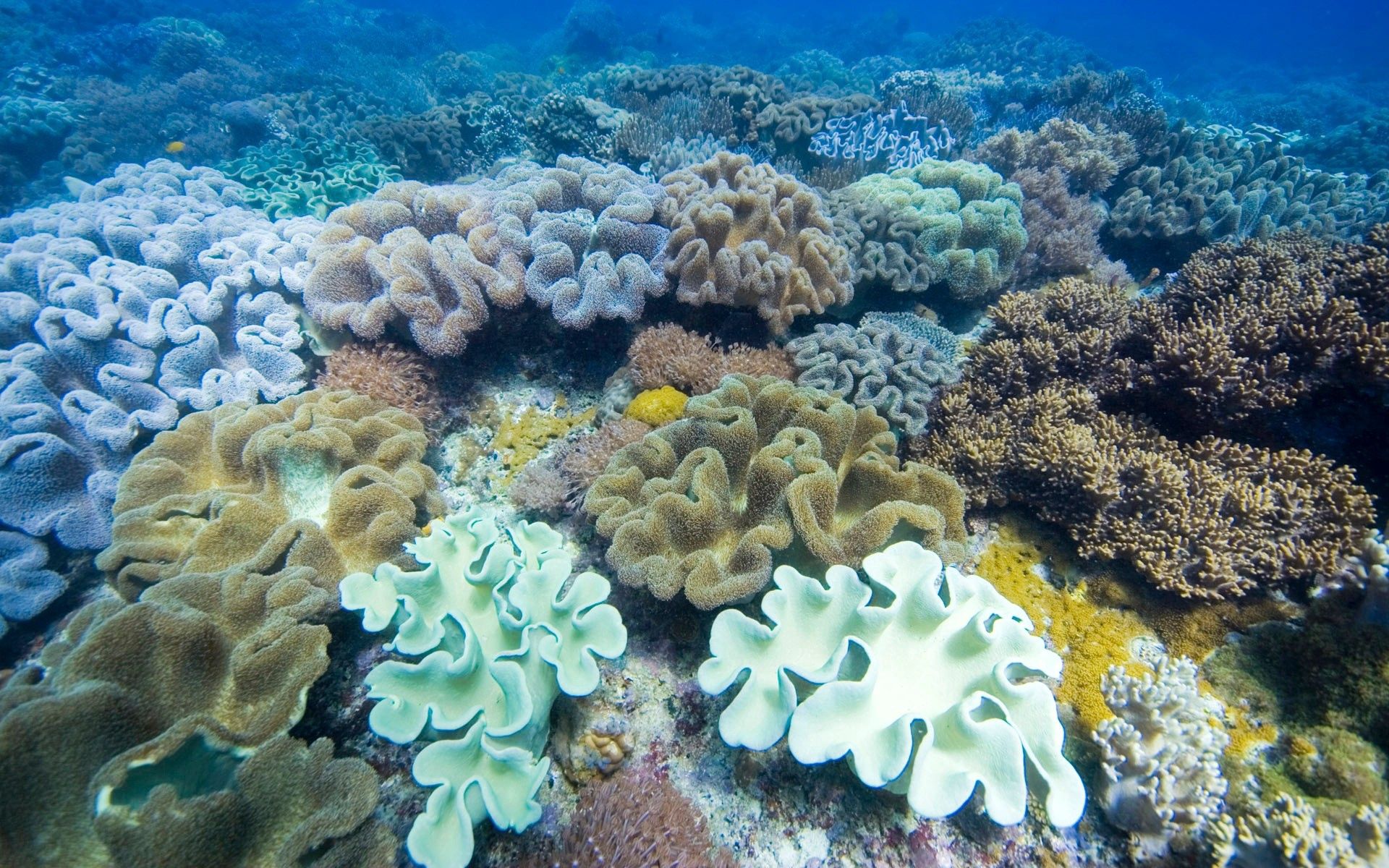 underwater world, multicolored, animals, motley, surface, seaweed, algae