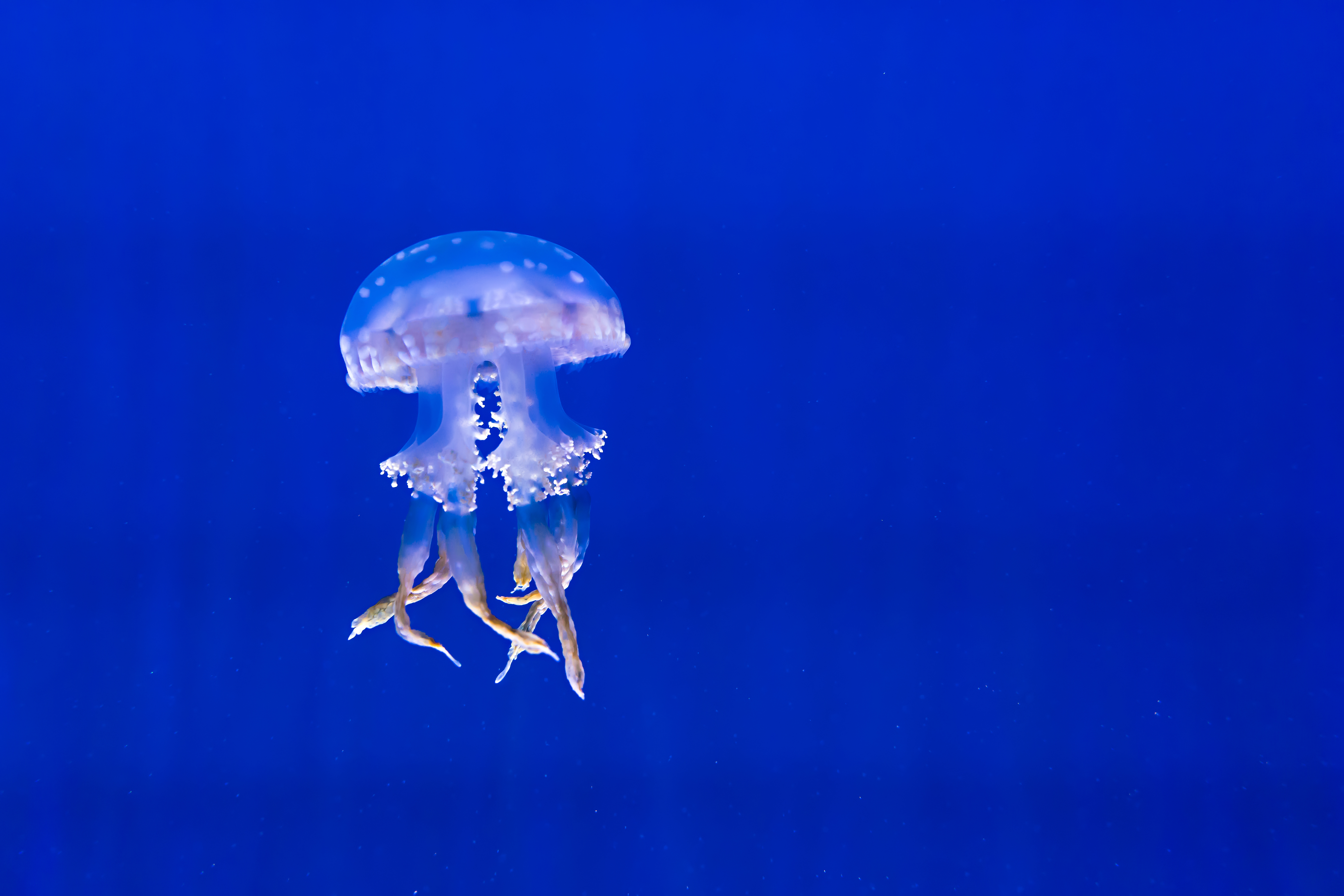 Download mobile wallpaper To Swim, Animals, Swim, Tentacles, Underwater World, Jellyfish for free.