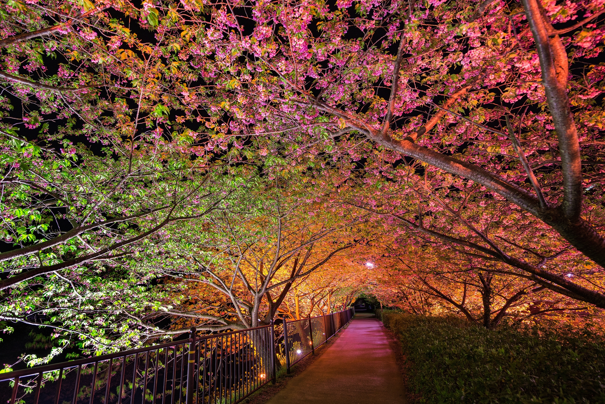 Download mobile wallpaper Spring, Park, Nature, Alley, Illumination, Backlight, Night for free.