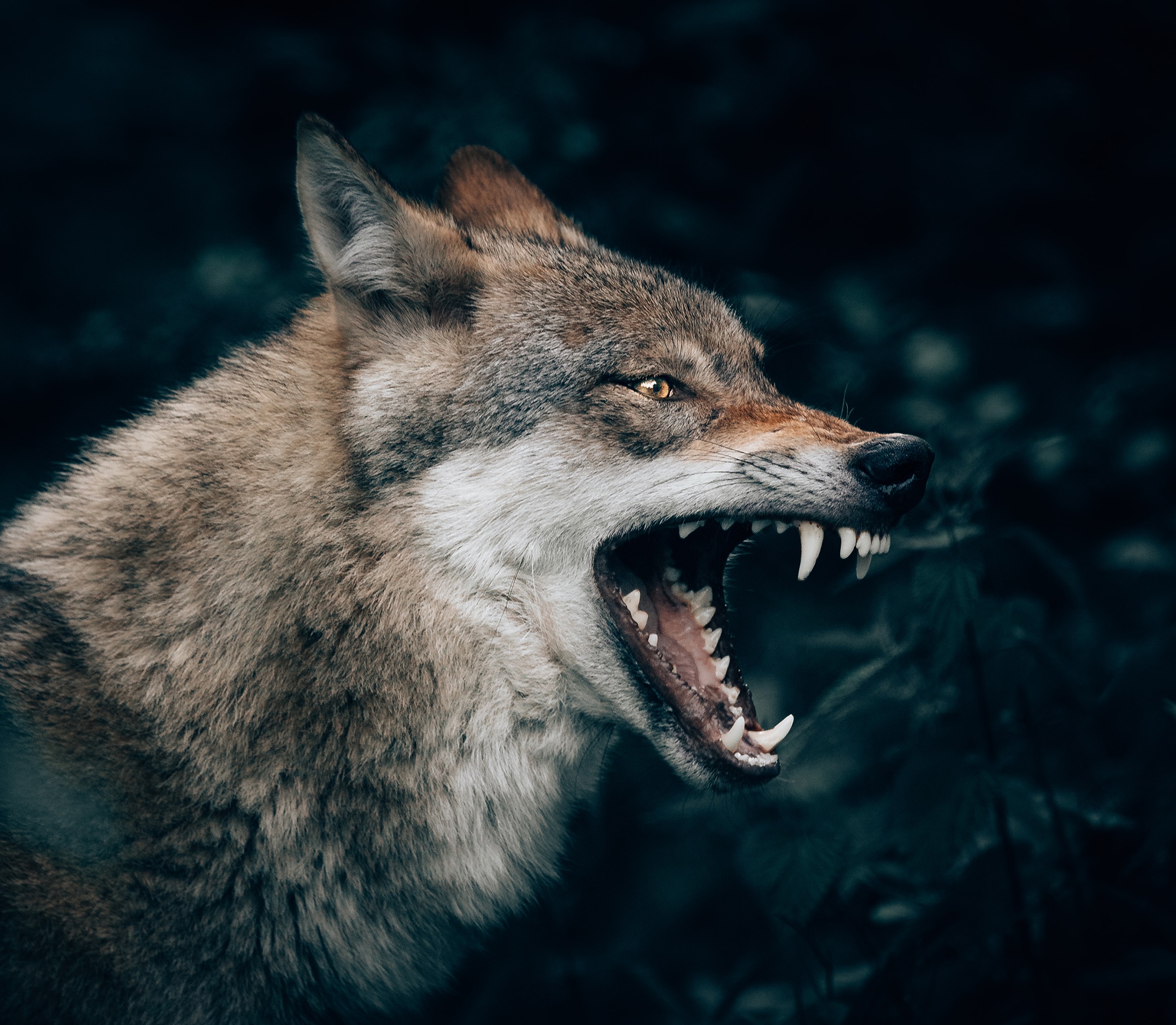 Волк сбоку с открытой пастью