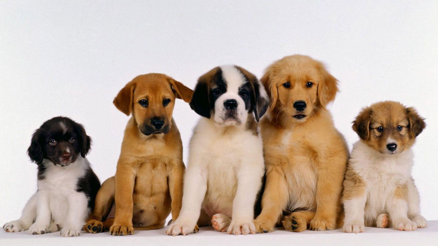 3 animals dogs. Разные собаки. Щенки разных пород. Картинки собак. Красивые щенки.