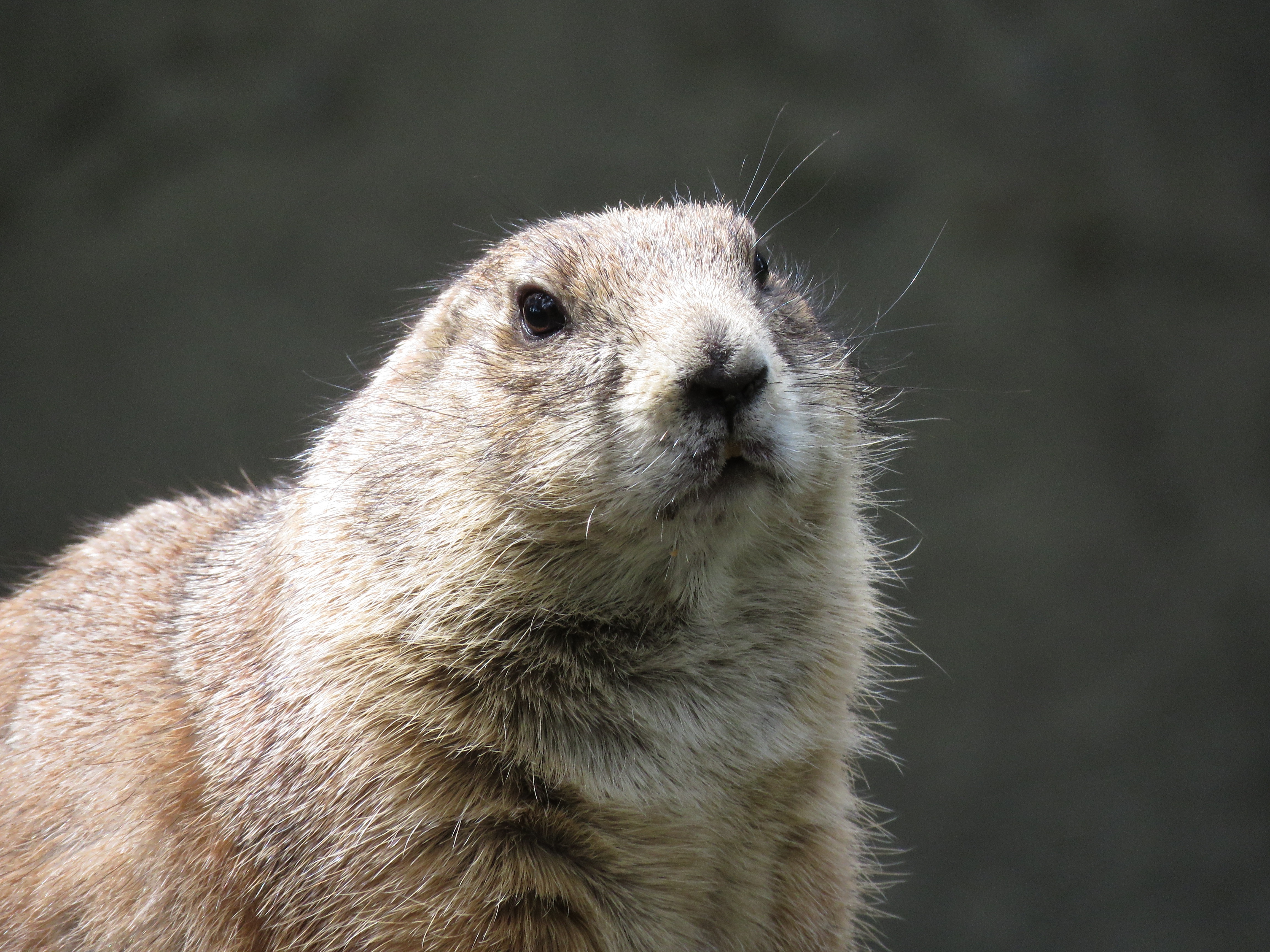 wallpapers animal, prairie dog, rodent