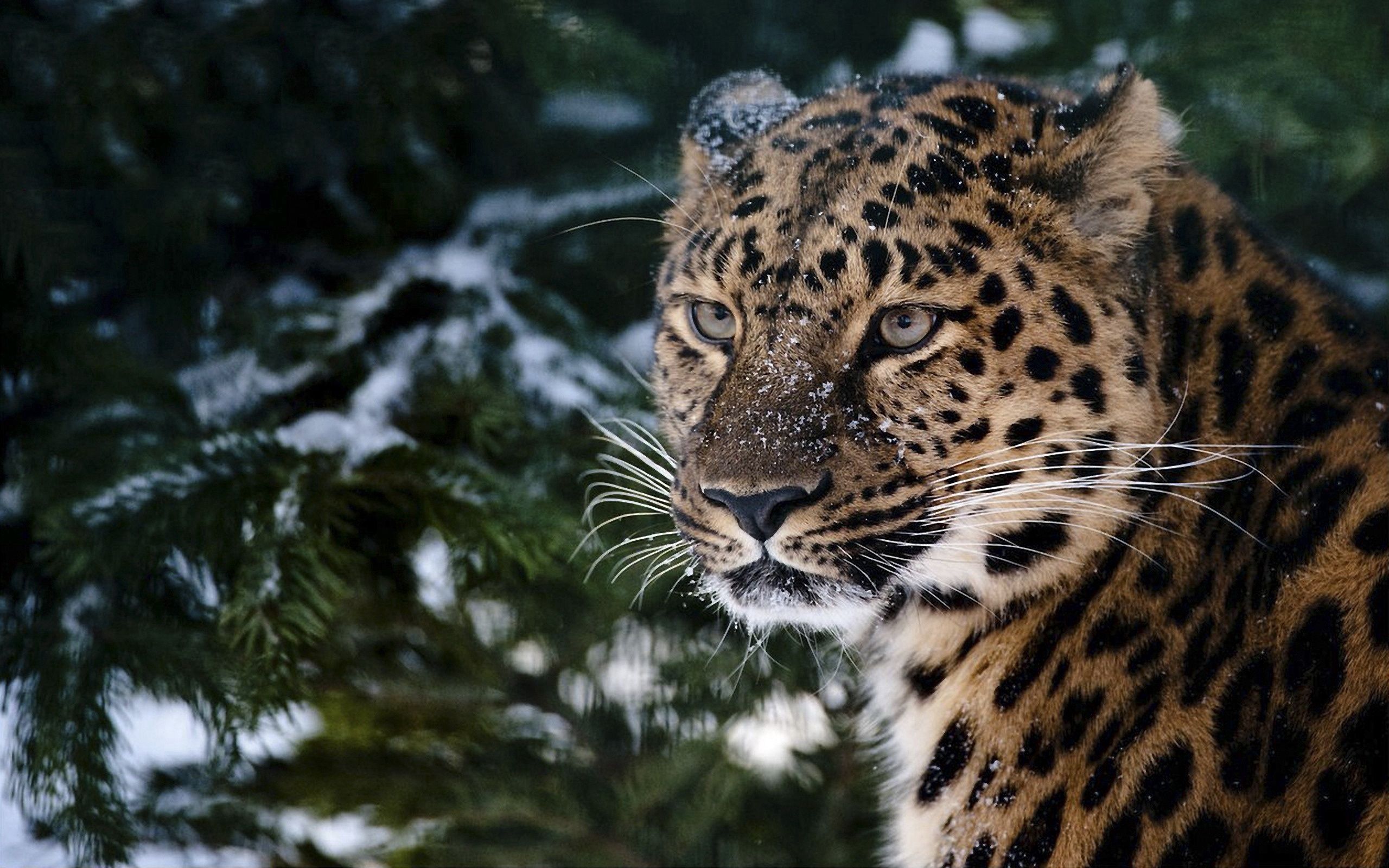 animals, snow, leopard, muzzle, sadness, sorrow, anger desktop HD wallpaper