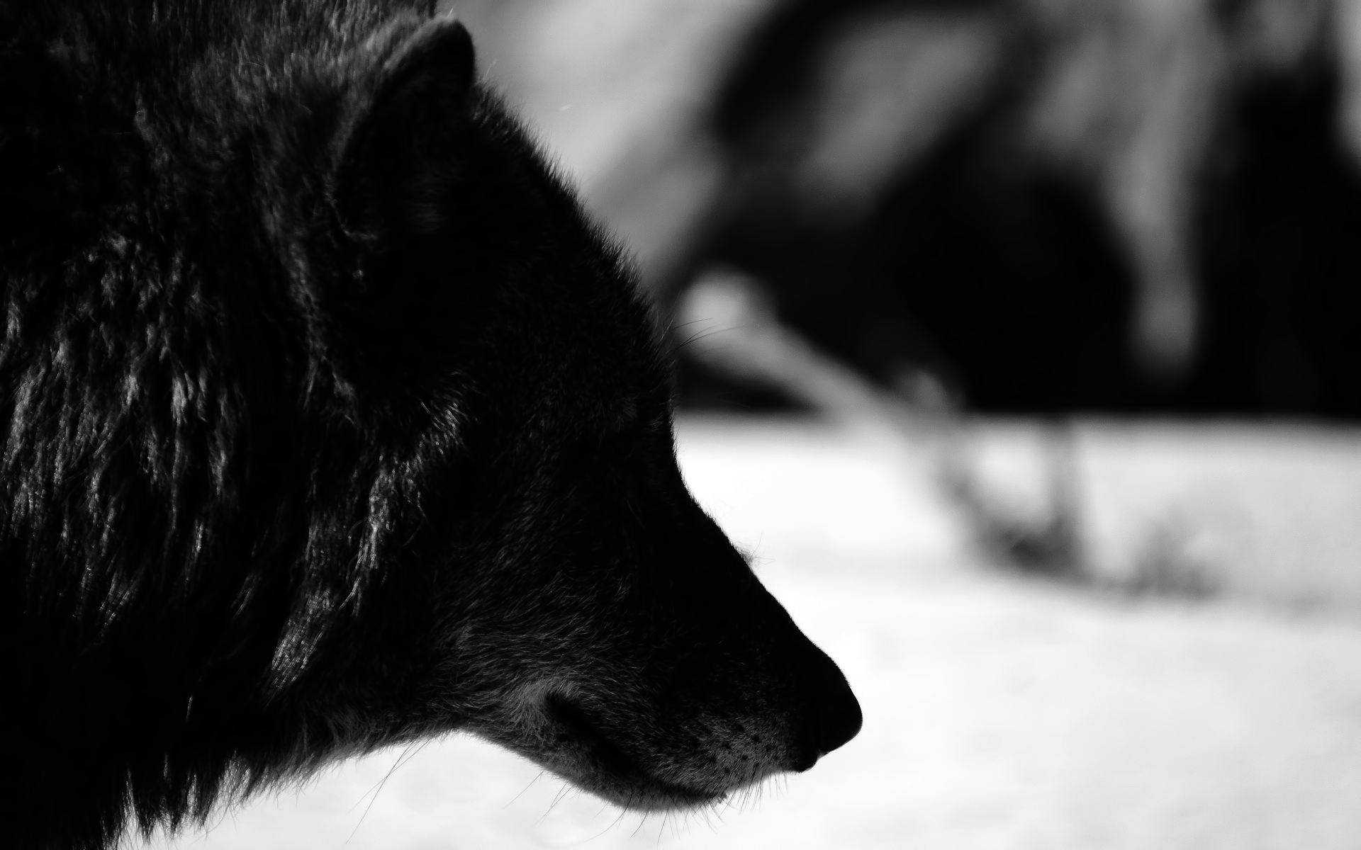Чёрный волк одиночество