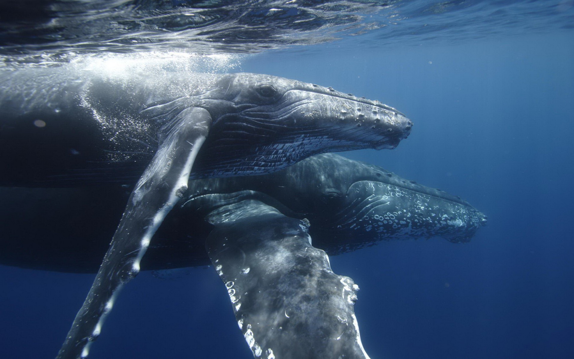584592 скачать картинку животные, горбатый кит - обои и заставки бесплатно