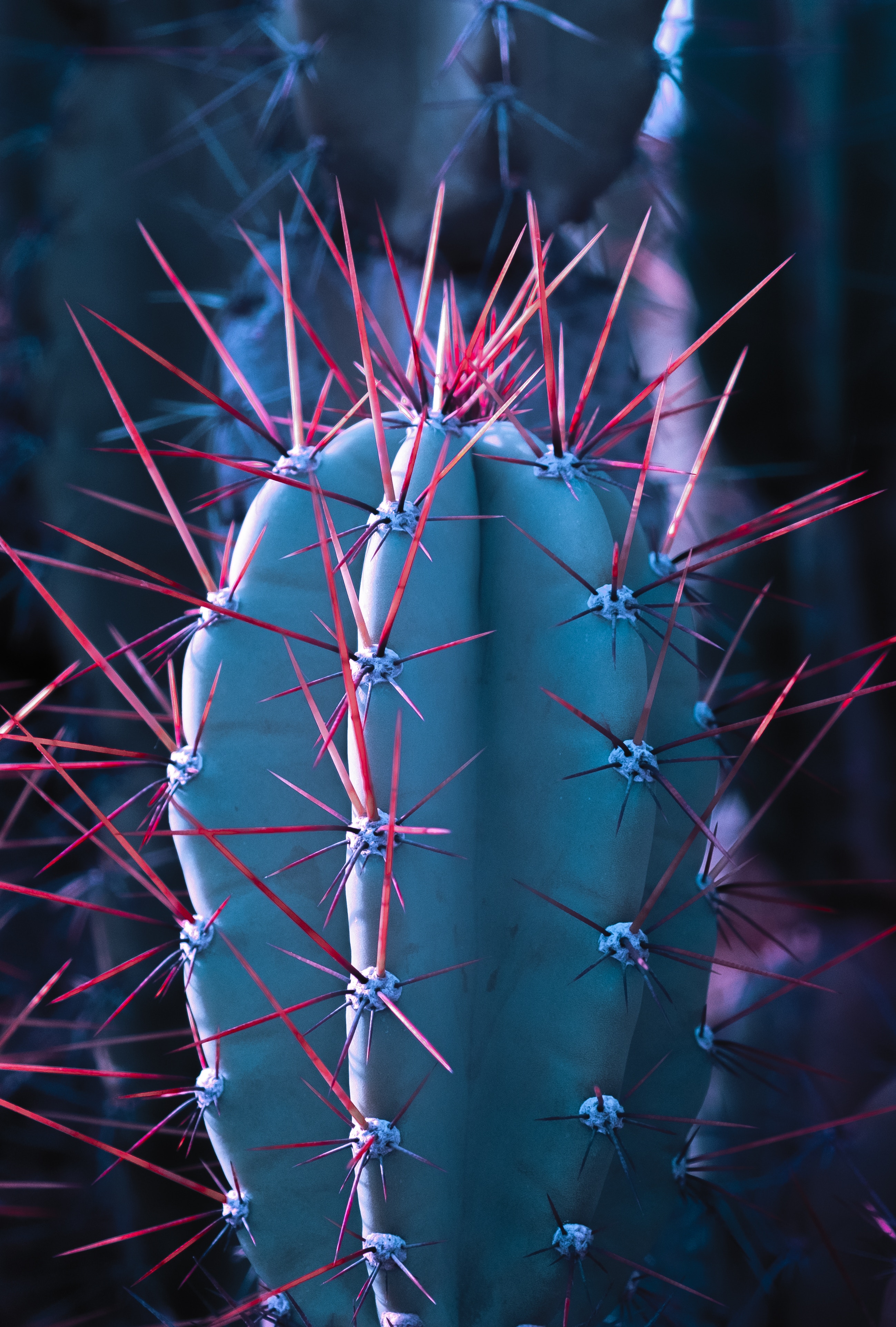 Mobile wallpaper cactus, needle, macro, thorns, prickles, succulent