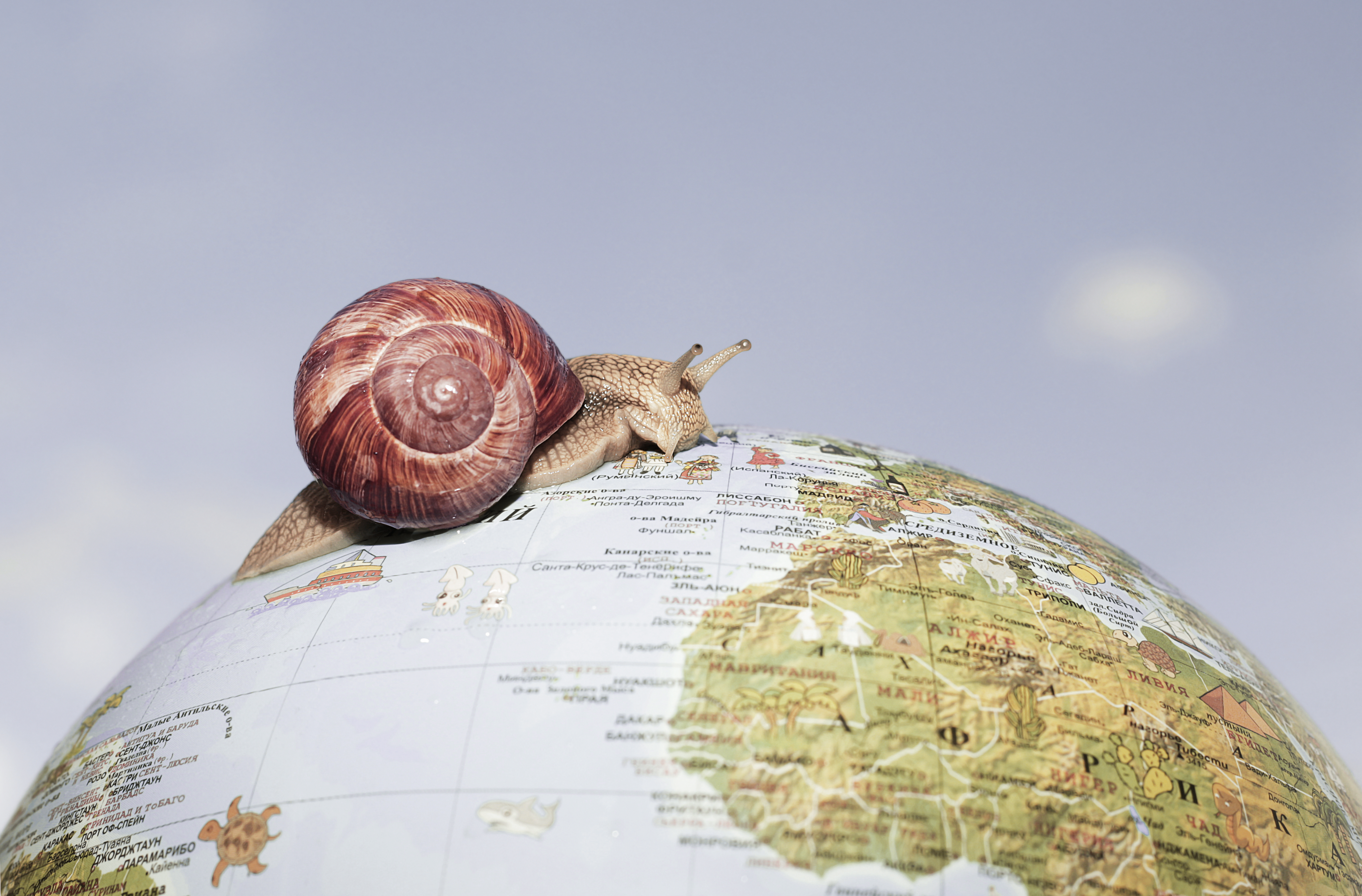 animal, snail, globe, mollusc phone background