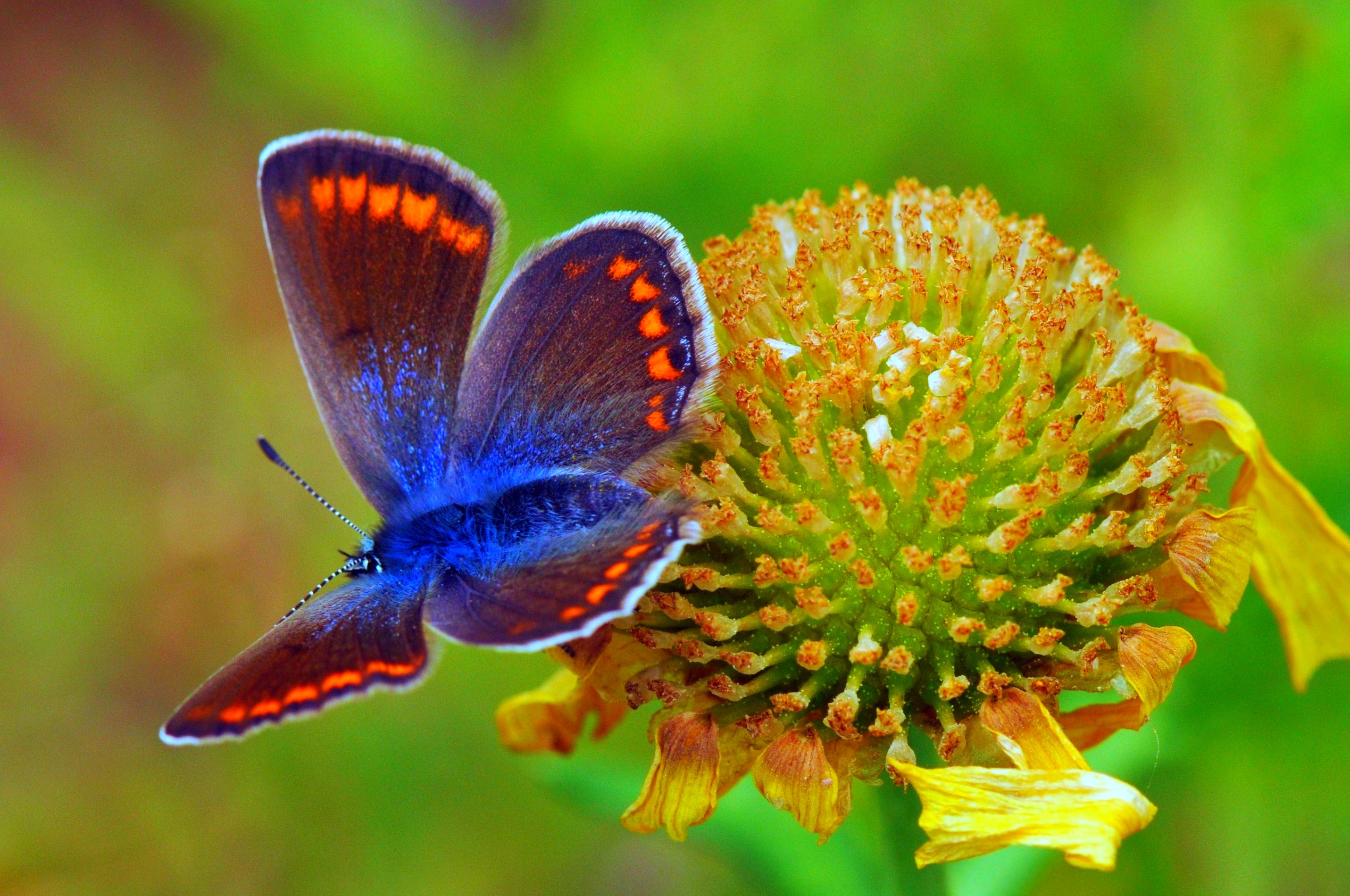 Цветы похожи на крылья бабочек. Бабочка голубянка Терсит. Бабочка макро. Цветок Крылья бабочки. Крыло бабочки Макросъемка.