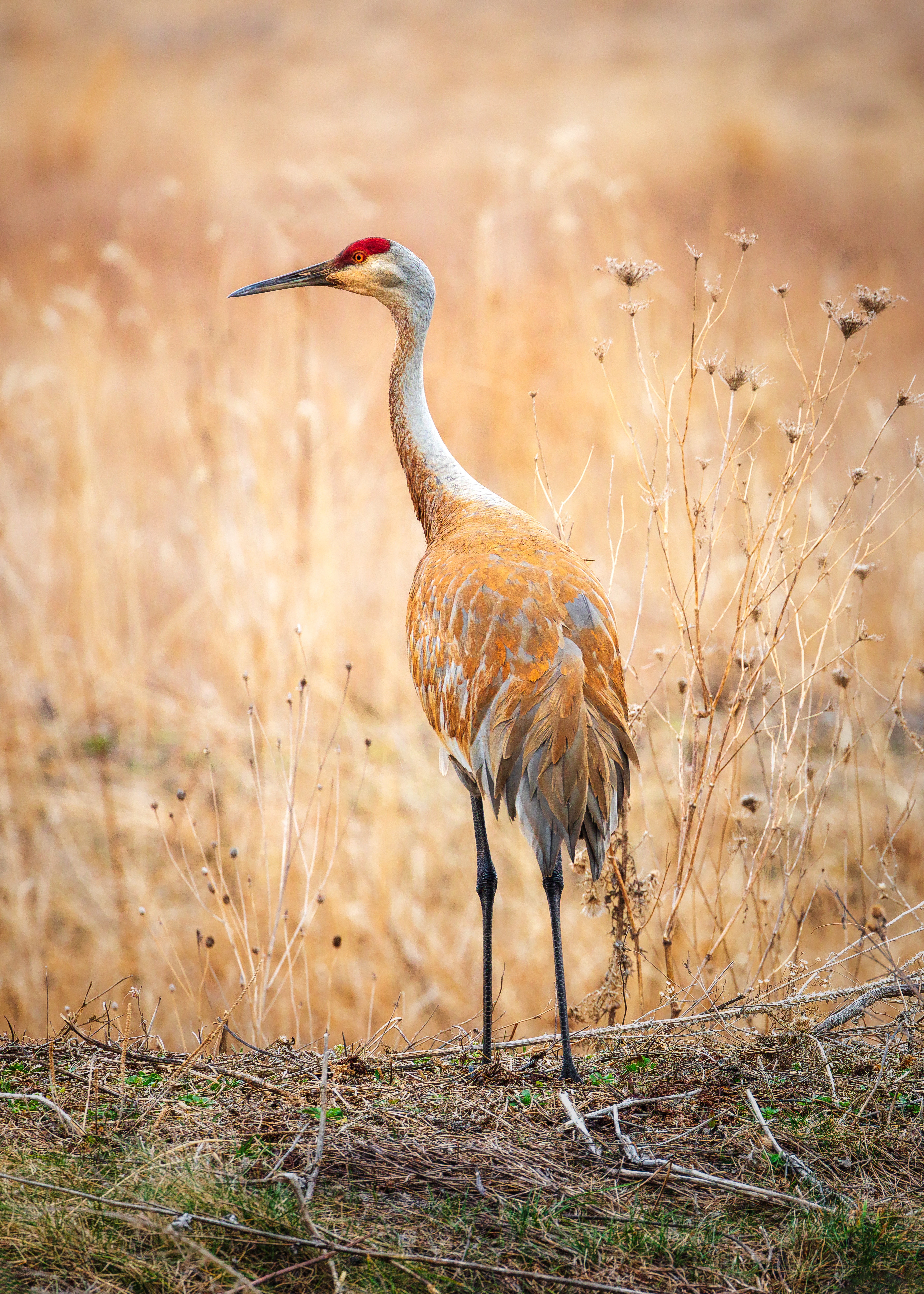 bird, grass, field, animals, wildlife, crane High Definition image