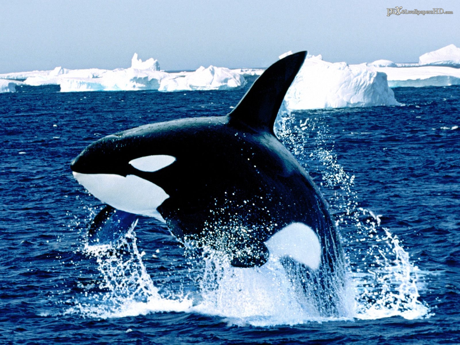 1436409壁紙のダウンロード動物, 鯨, シャチ-スクリーンセーバーと写真を無料で