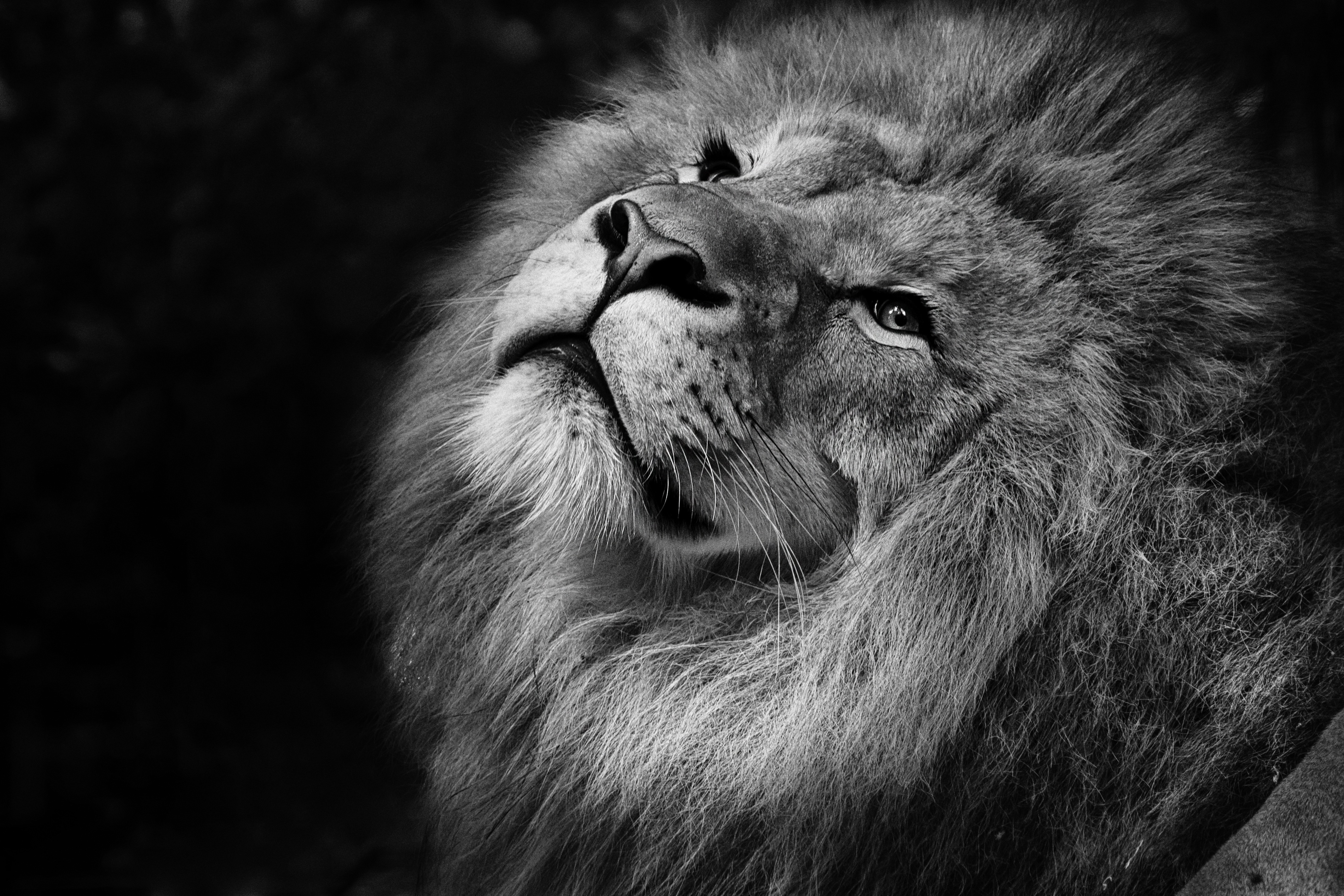 animals, muzzle, lion, bw, chb, mane, king of beasts, king of the beasts desktop HD wallpaper