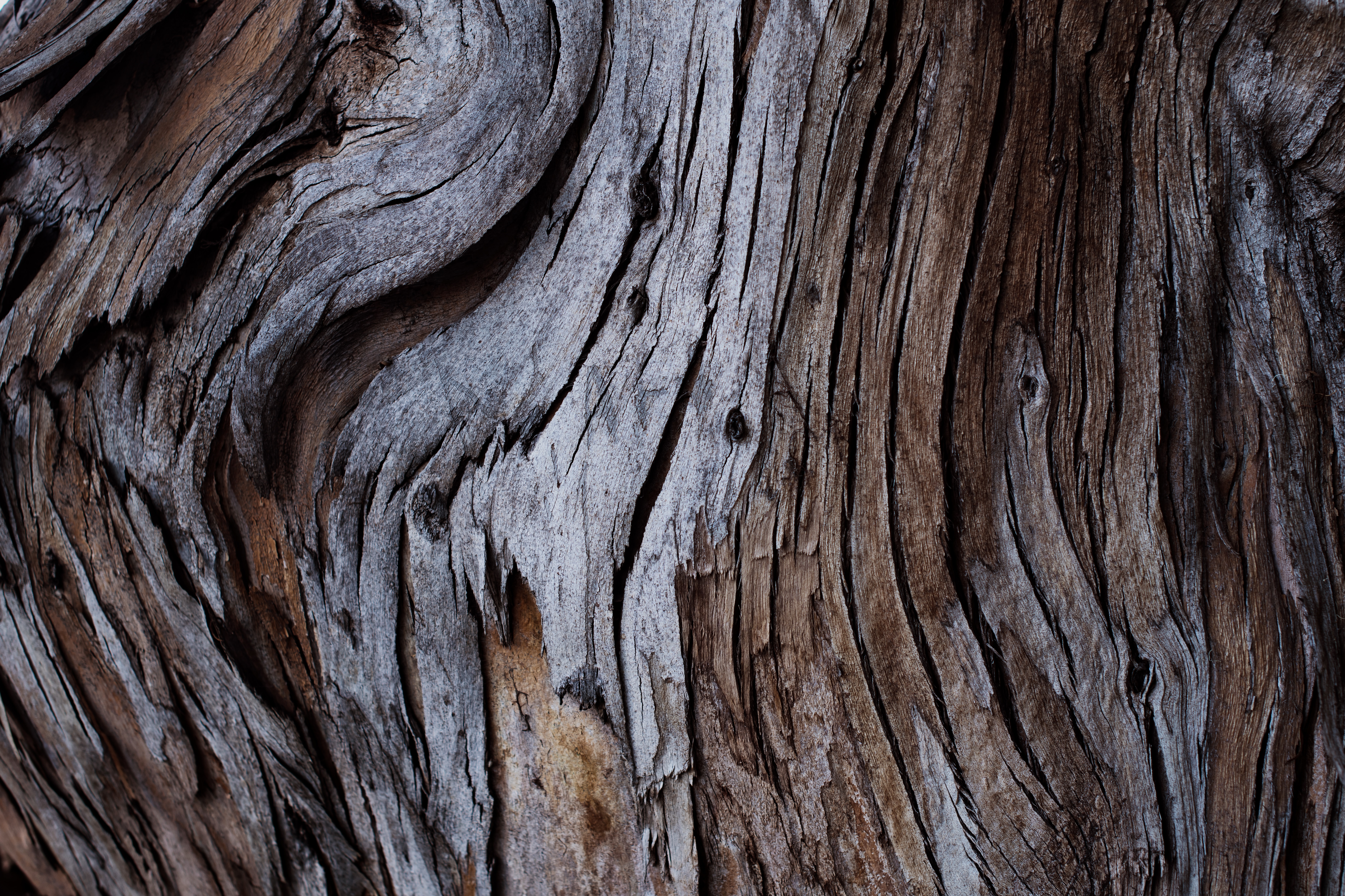 Free download wallpaper Tree, Bark, Wood, Cracks, Crack, Texture, Textures on your PC desktop