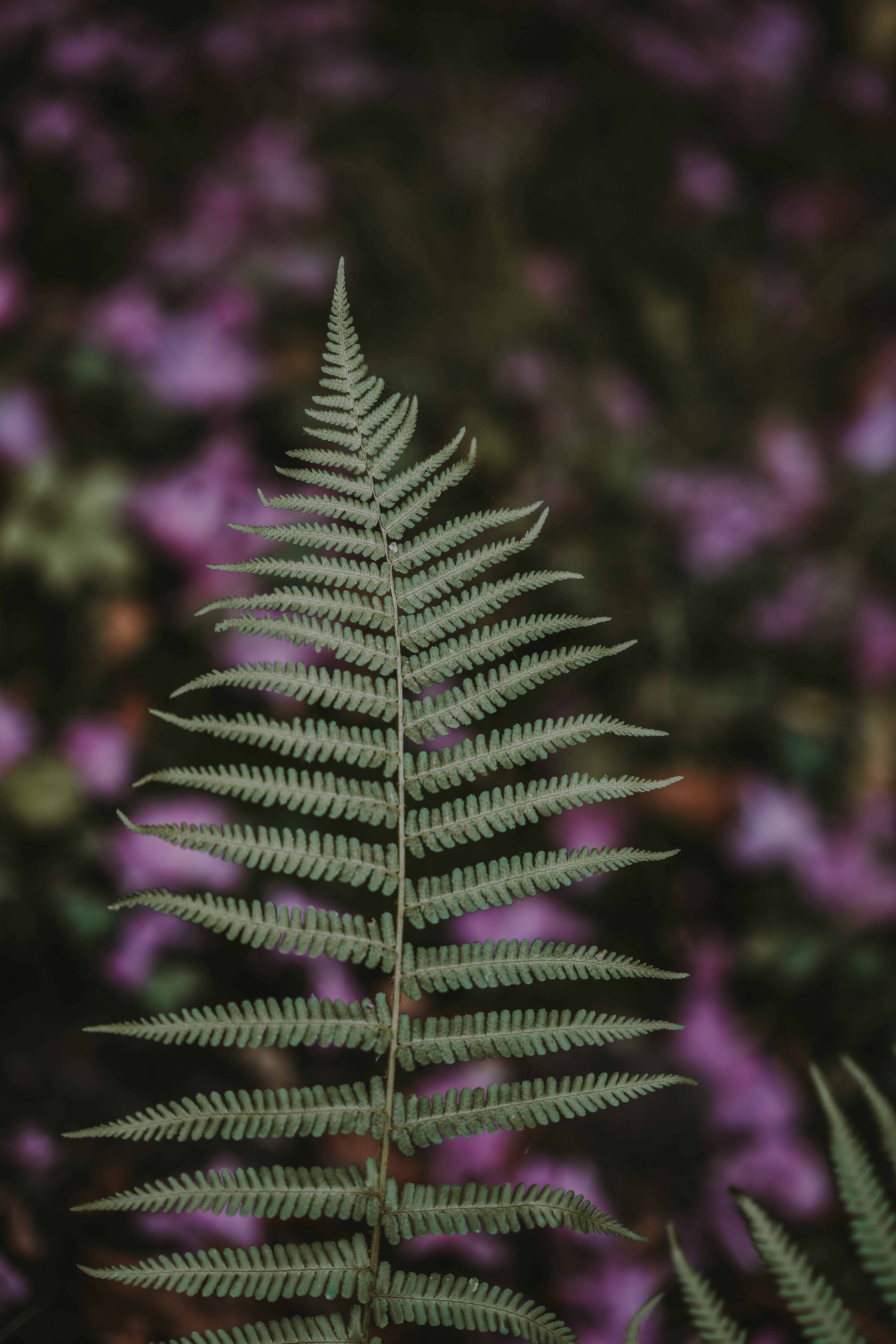 Free download wallpaper Nature, Plant, Blur, Smooth, Sheet, Leaf, Fern on your PC desktop