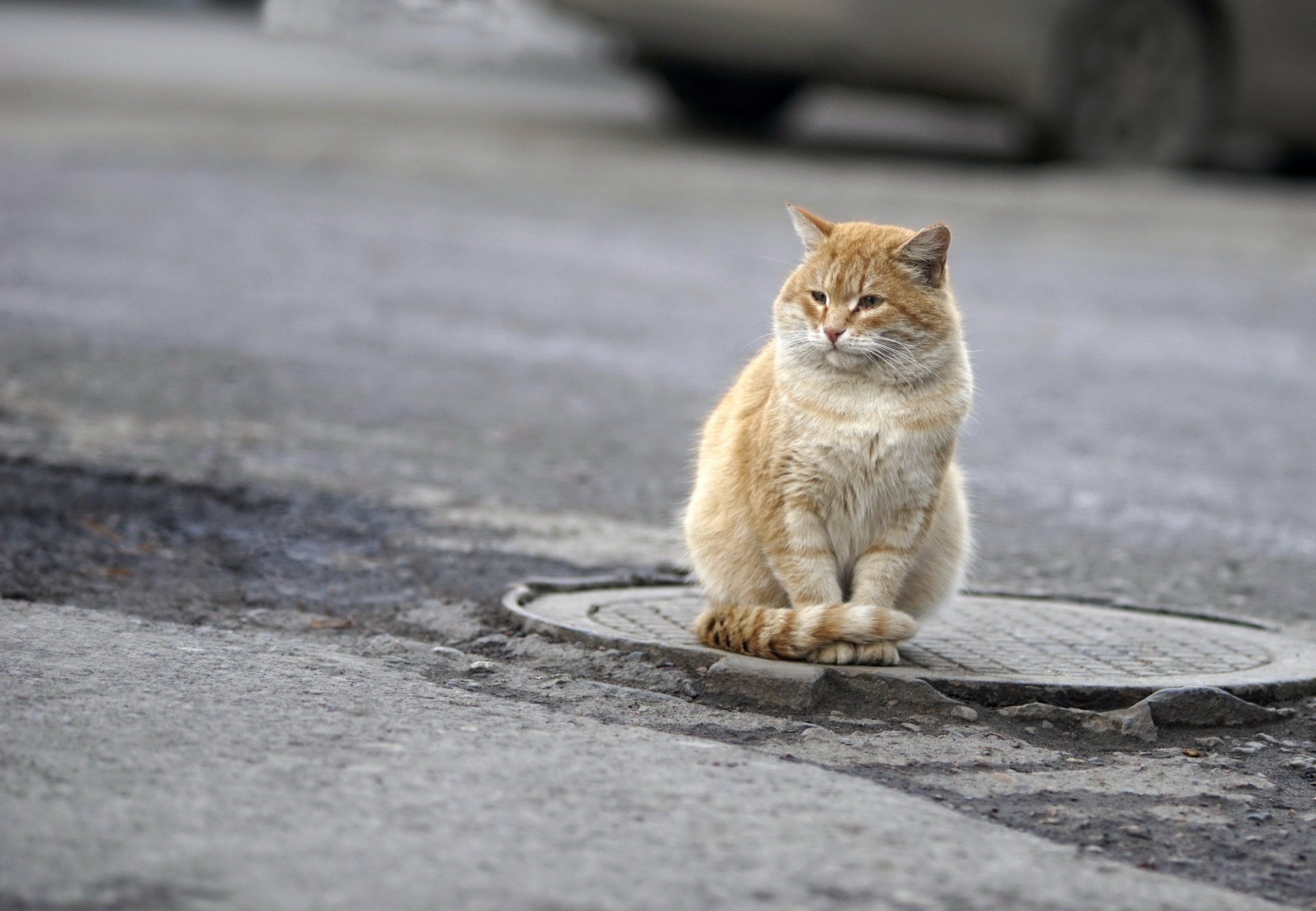 Картинки кошек на улице