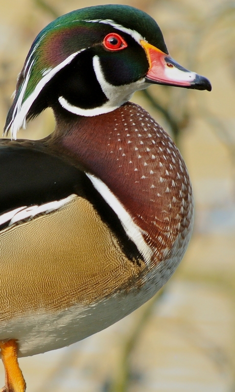 animal, wood duck, duck, birds cell phone wallpapers