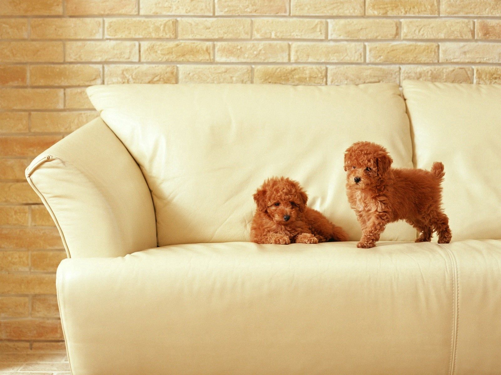 puppies, animals, couple, pair, sofa, toddlers, kids