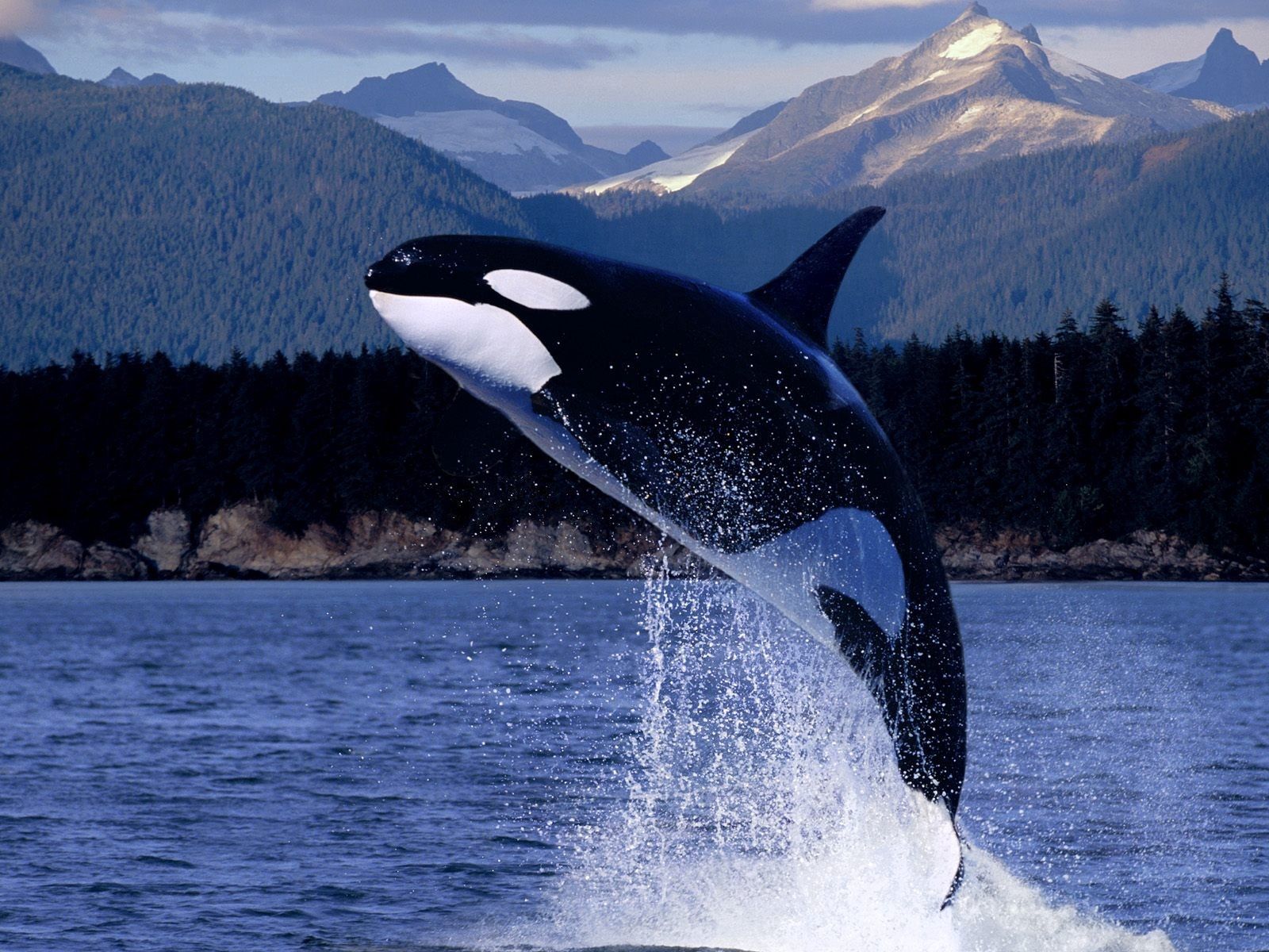 128054 скачать обои дельфин, брызги, море, животные, горы, прыжок - заставки и картинки бесплатно