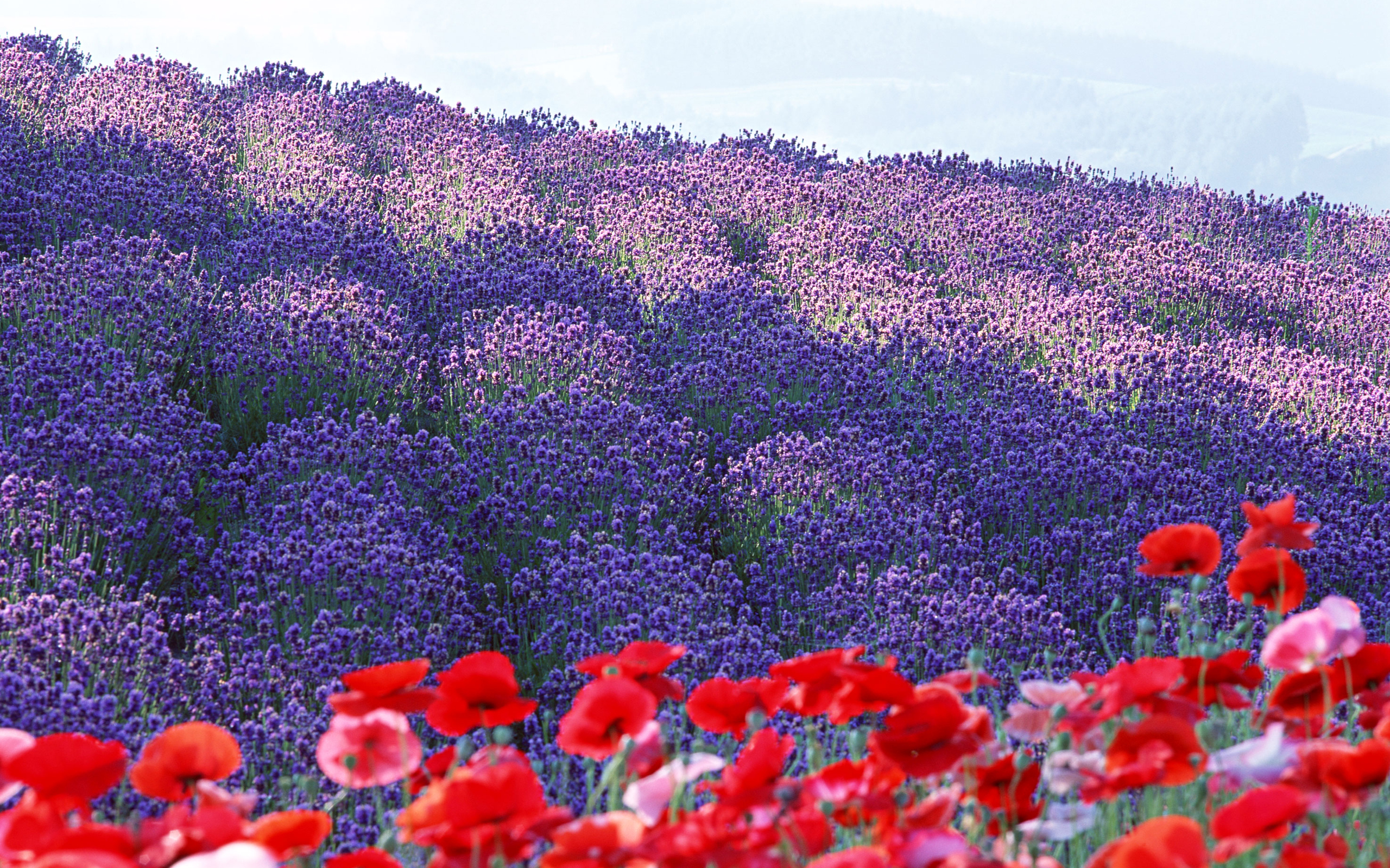 Many flowers. Цветочные поля, Хоккайдо, Япония. Парк Хитачи немофила. Поле цветов. Море цветов.