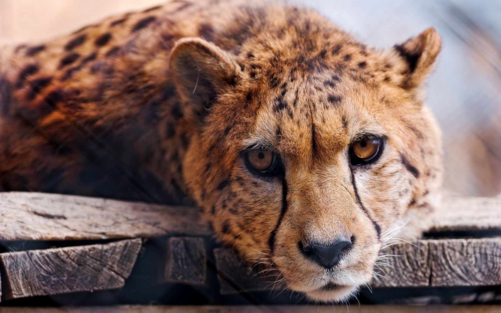 Descarga gratis la imagen Animales, Guepardo, Depredador, Leopardo, Bozal, Gato Grande en el escritorio de tu PC