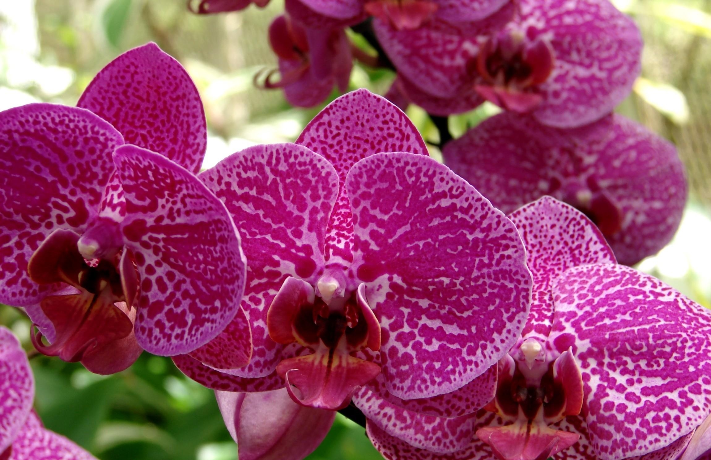 flowers, flower, spotted, close up, orchid Full HD